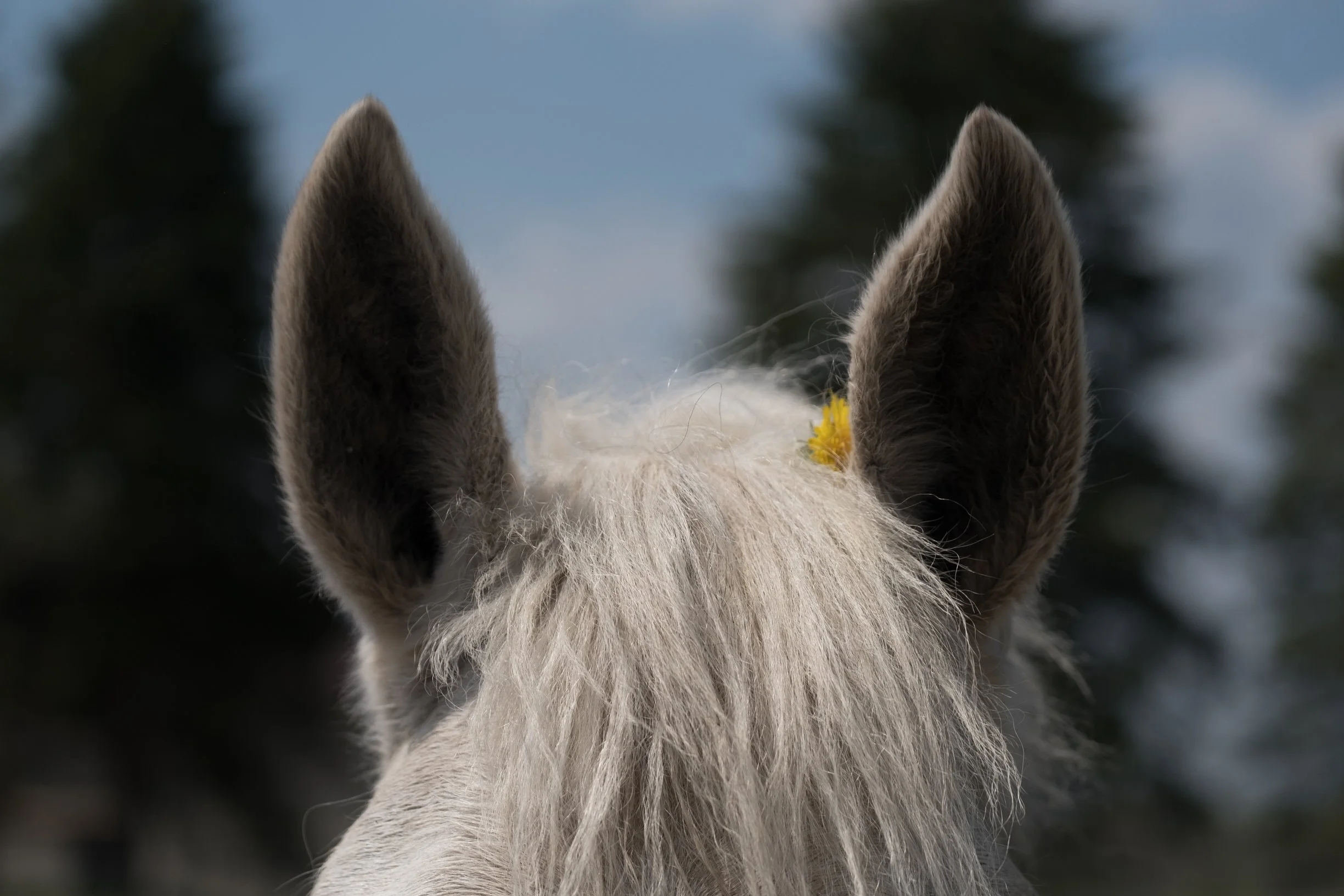 Horseback Riding Summer Camp