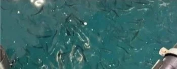 Fiskenett i vann med flere fisker som svømmer nær vannkanten.