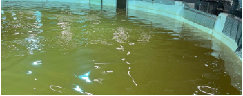 Vann i et basseng eller en innsjø med uklar grønnfarget væske, omgitt av glassvegger.