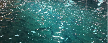 Motiv av vann med glitrende effekter og små bølger