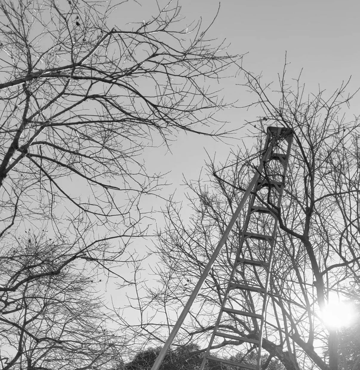 olivia ronan - confloptus oakland