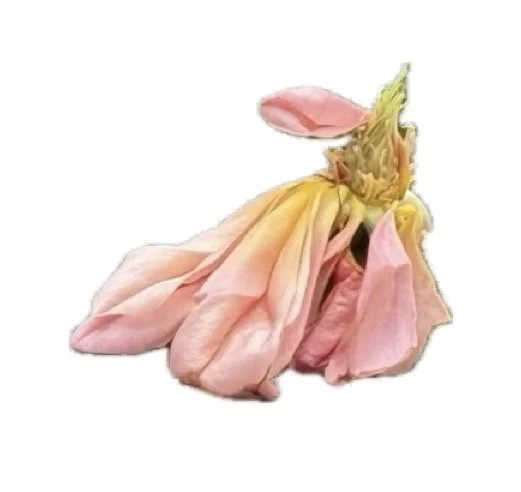 writing day - the discomfort of spring - whp vallejo