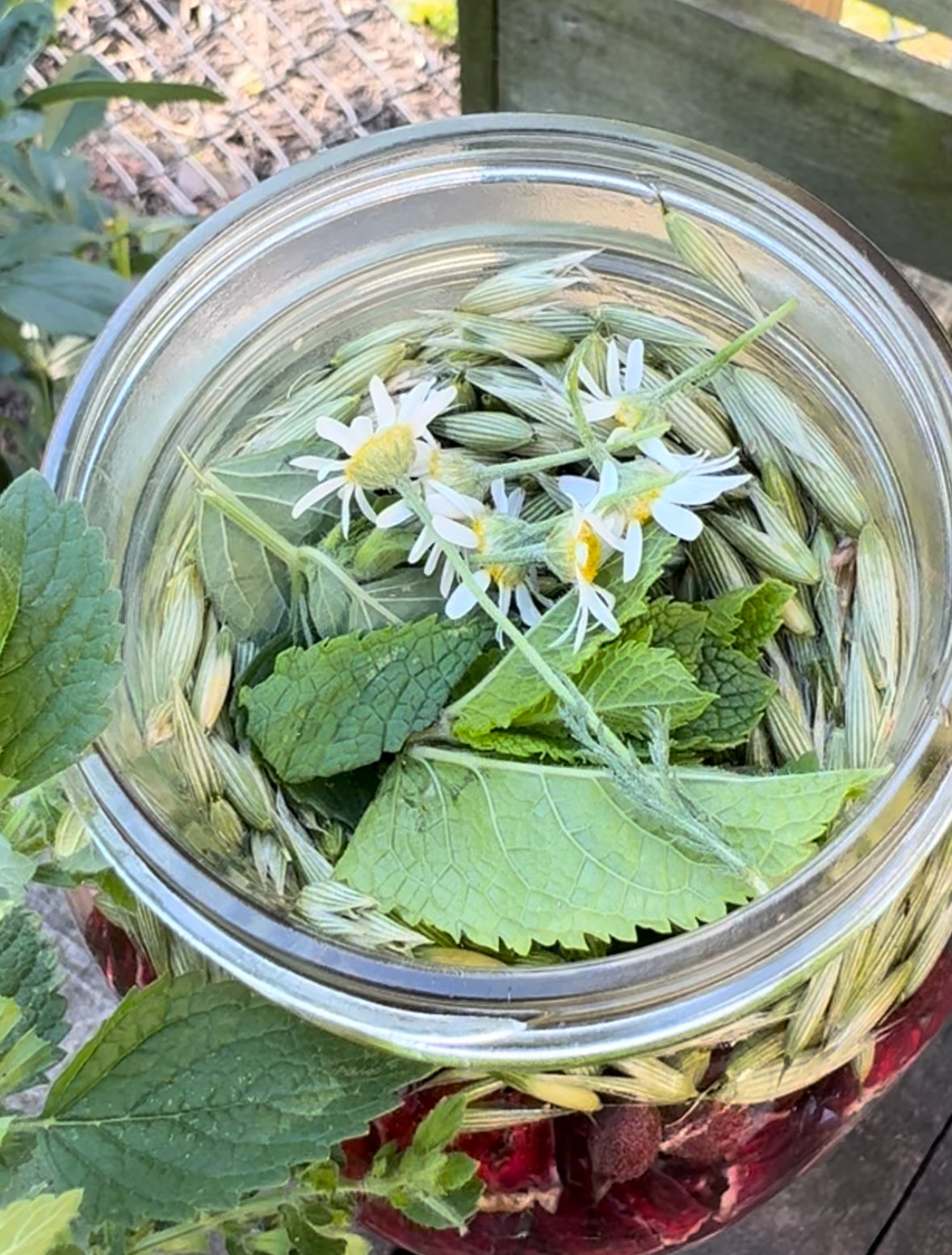 sun tea chamomile and mint .jpeg