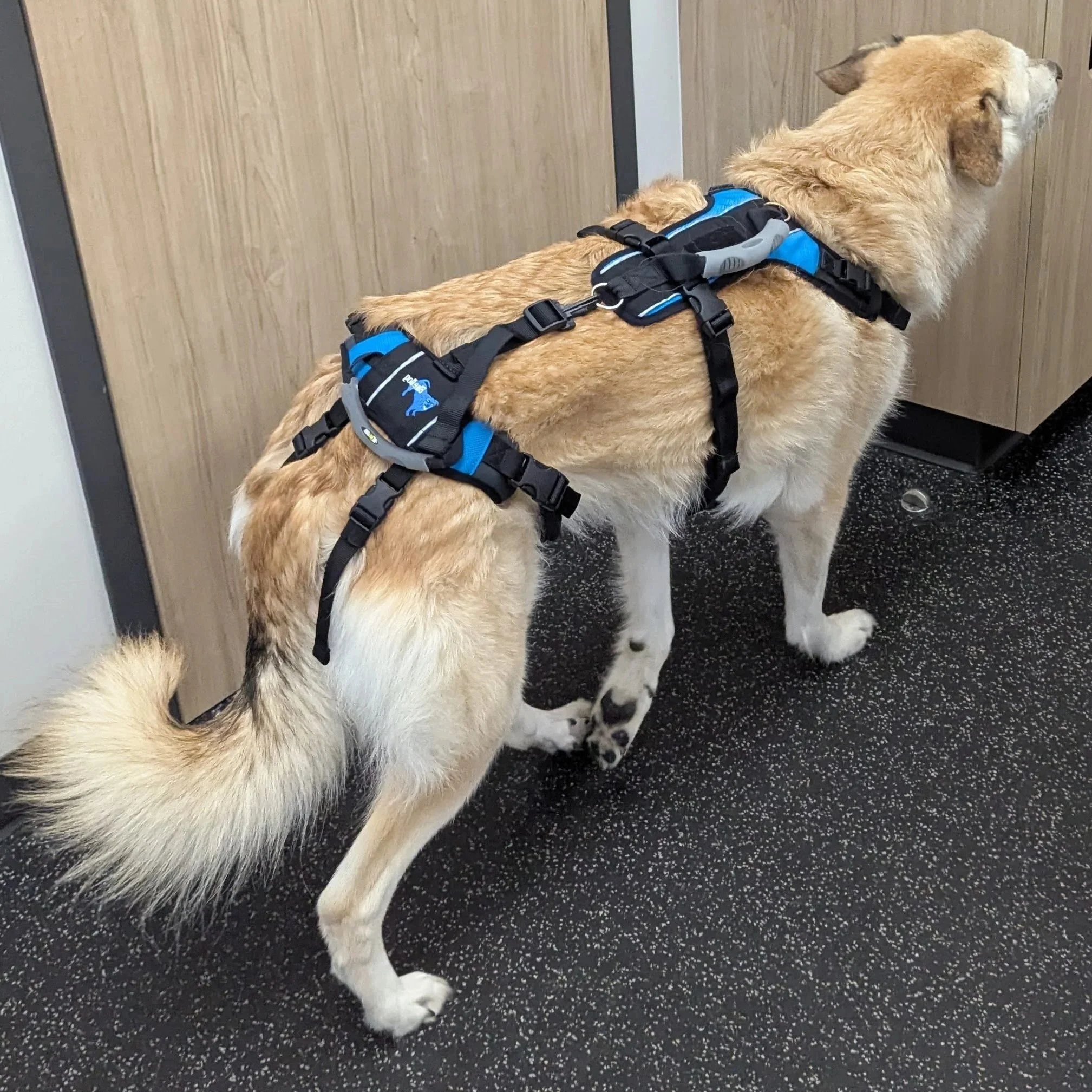 Assistive devices like the Help-Em-Up harness can be helpful for dogs with mobility issues, such as a torn CCL. These can be picked up locally at Two Rivers Vet Hosp in Fargo..