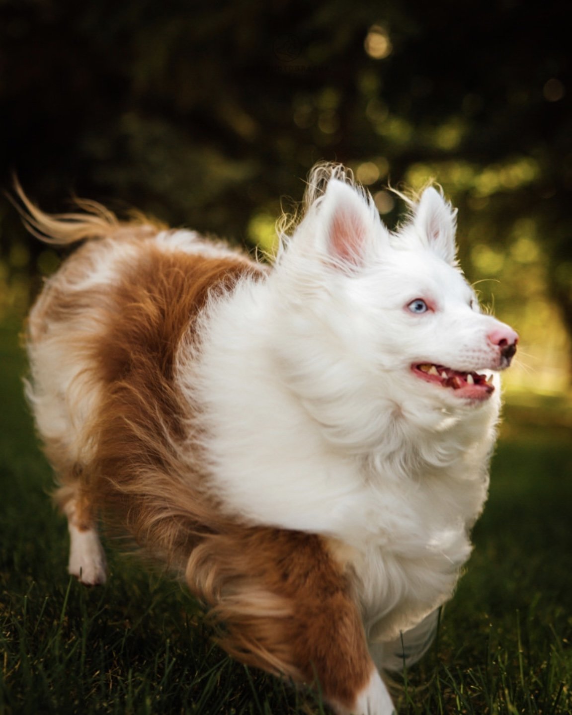 Why Weight Management Matters for Your Pet’s Health