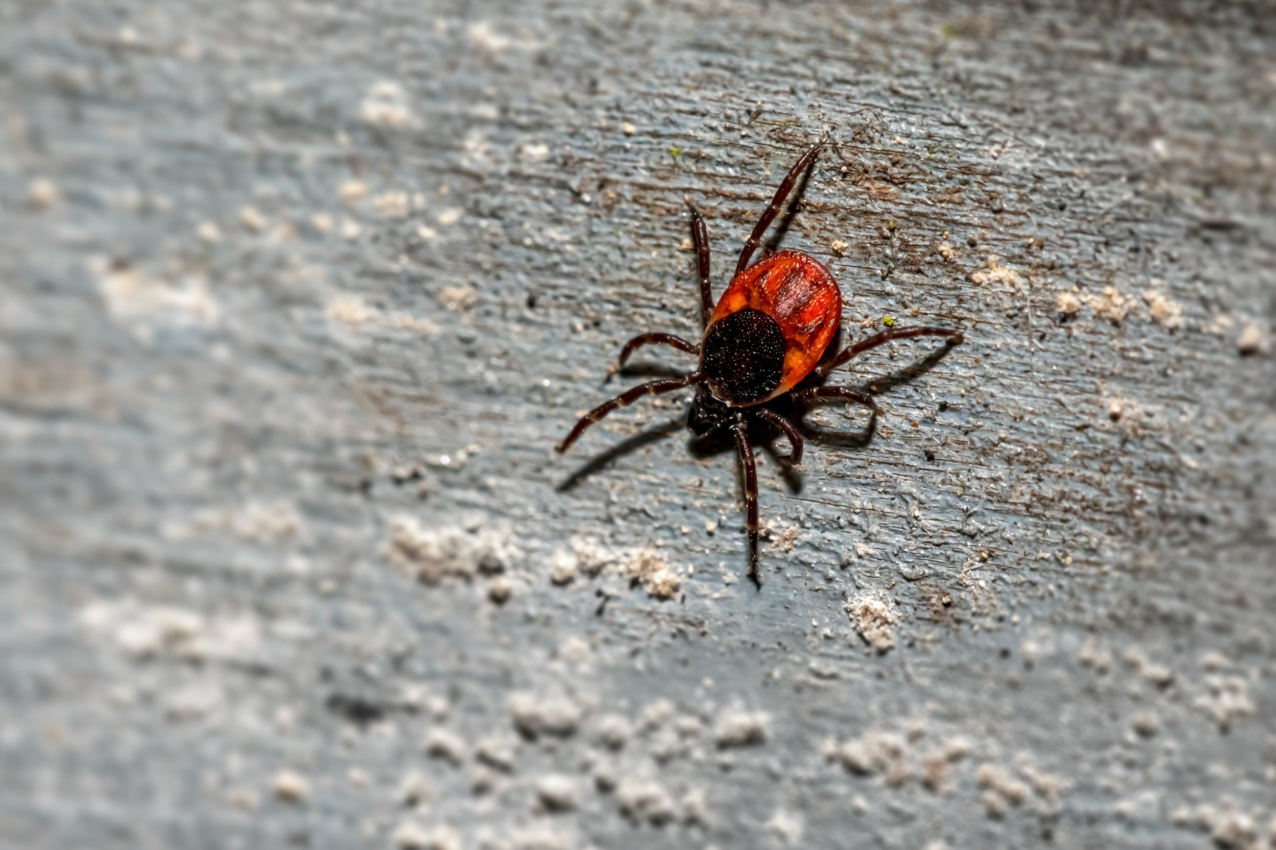 My Pet Tested Positive for Lyme Disease—Now What?