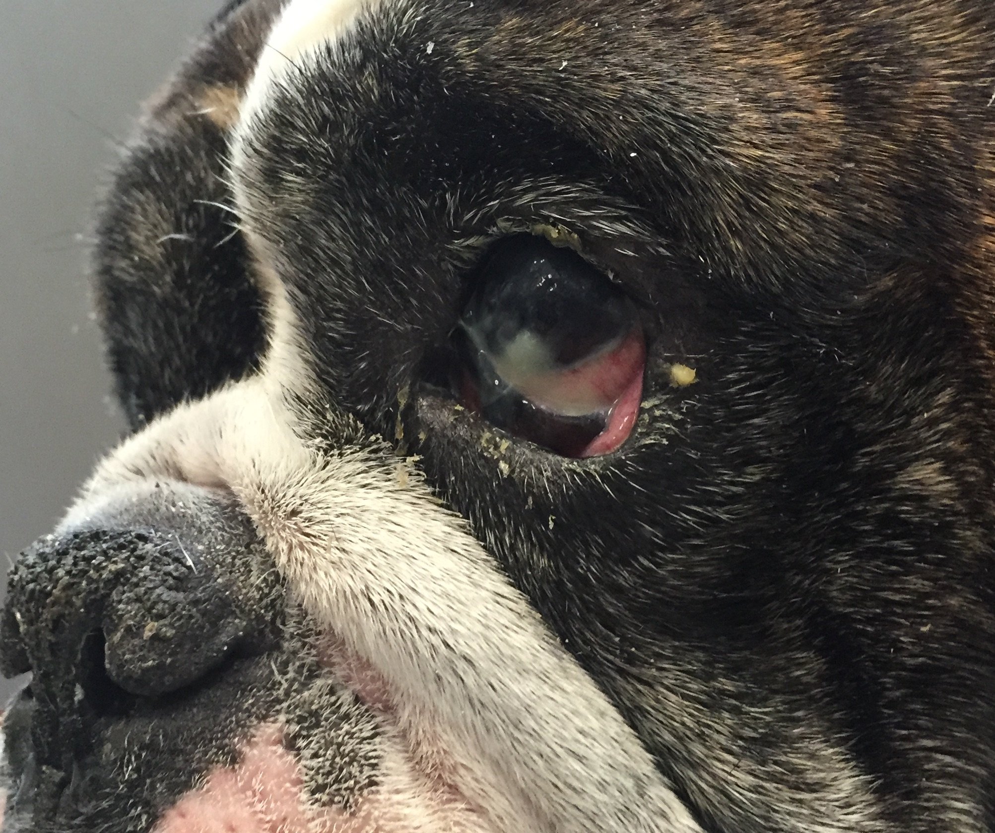 Dry Eye in Pets: Understanding Keratoconjunctivitis Sicca (KCS)