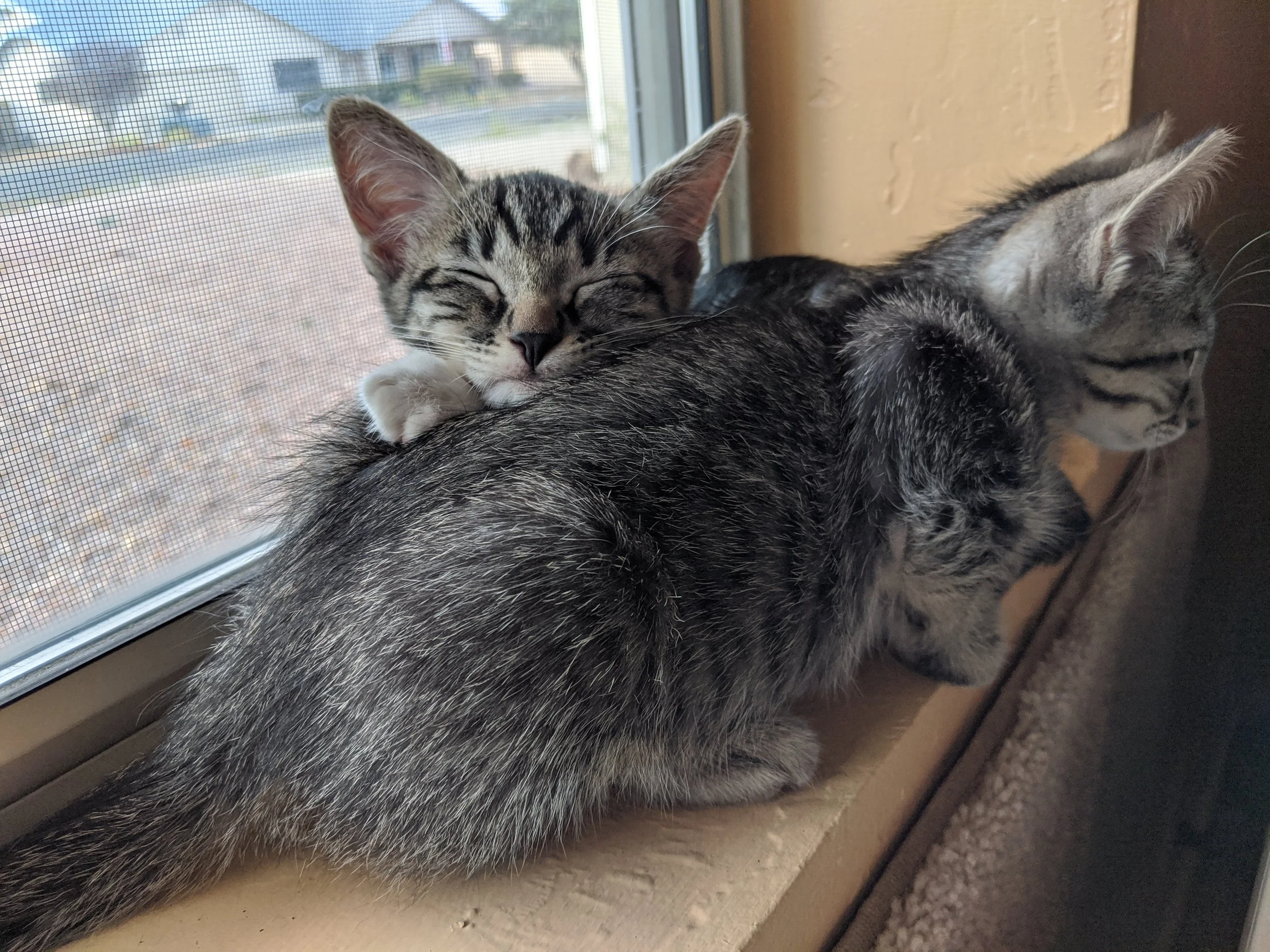 Welcome to Two Rivers Veterinary Hospital: Kittens