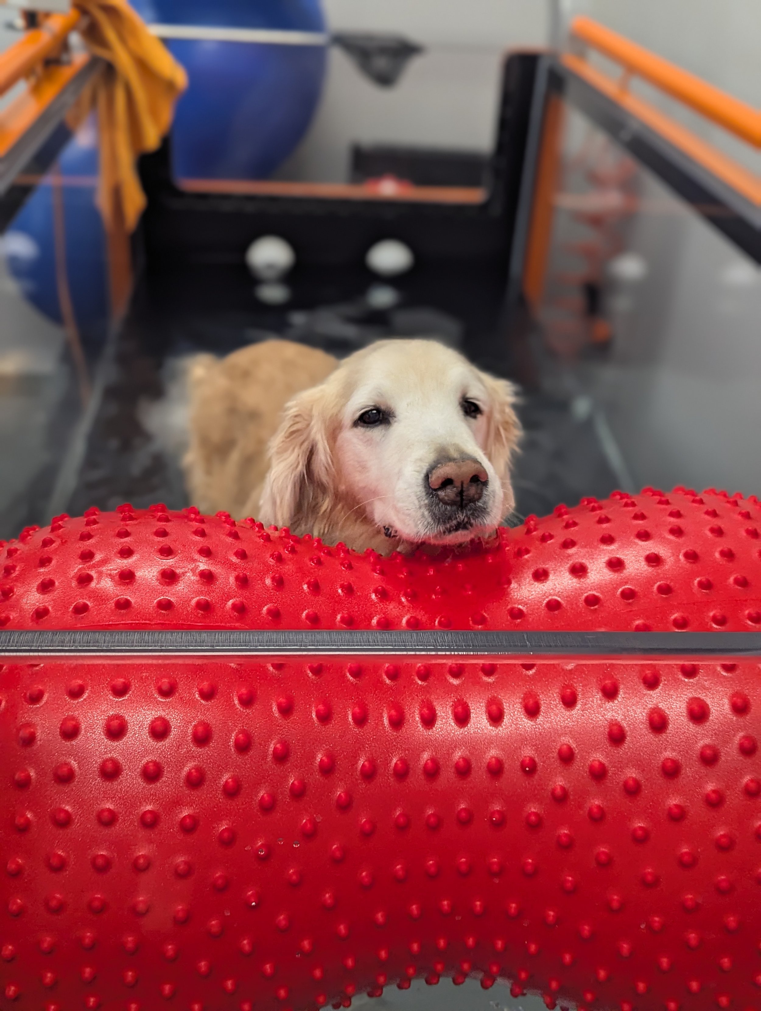 Veterinary Rehabilitation: Helping Pets Recover, Regain Strength, and Thrive