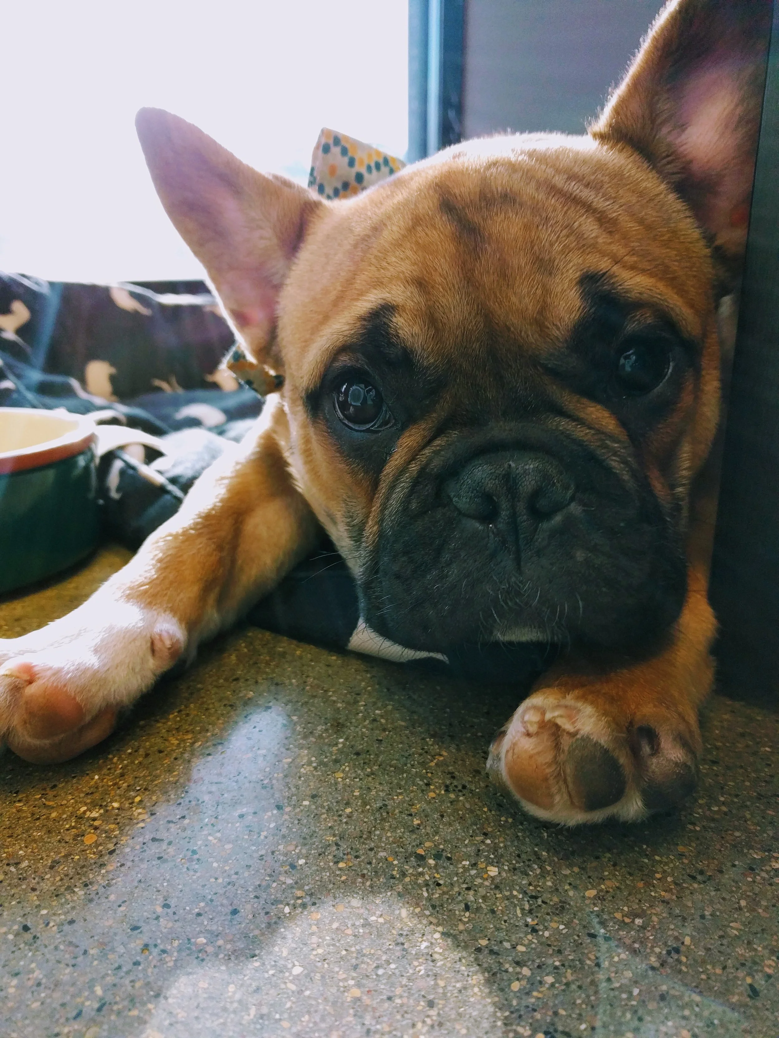 Two Rivers Veterinary Hospital New Puppy Resource Center — Two Rivers Veterinary Hospital