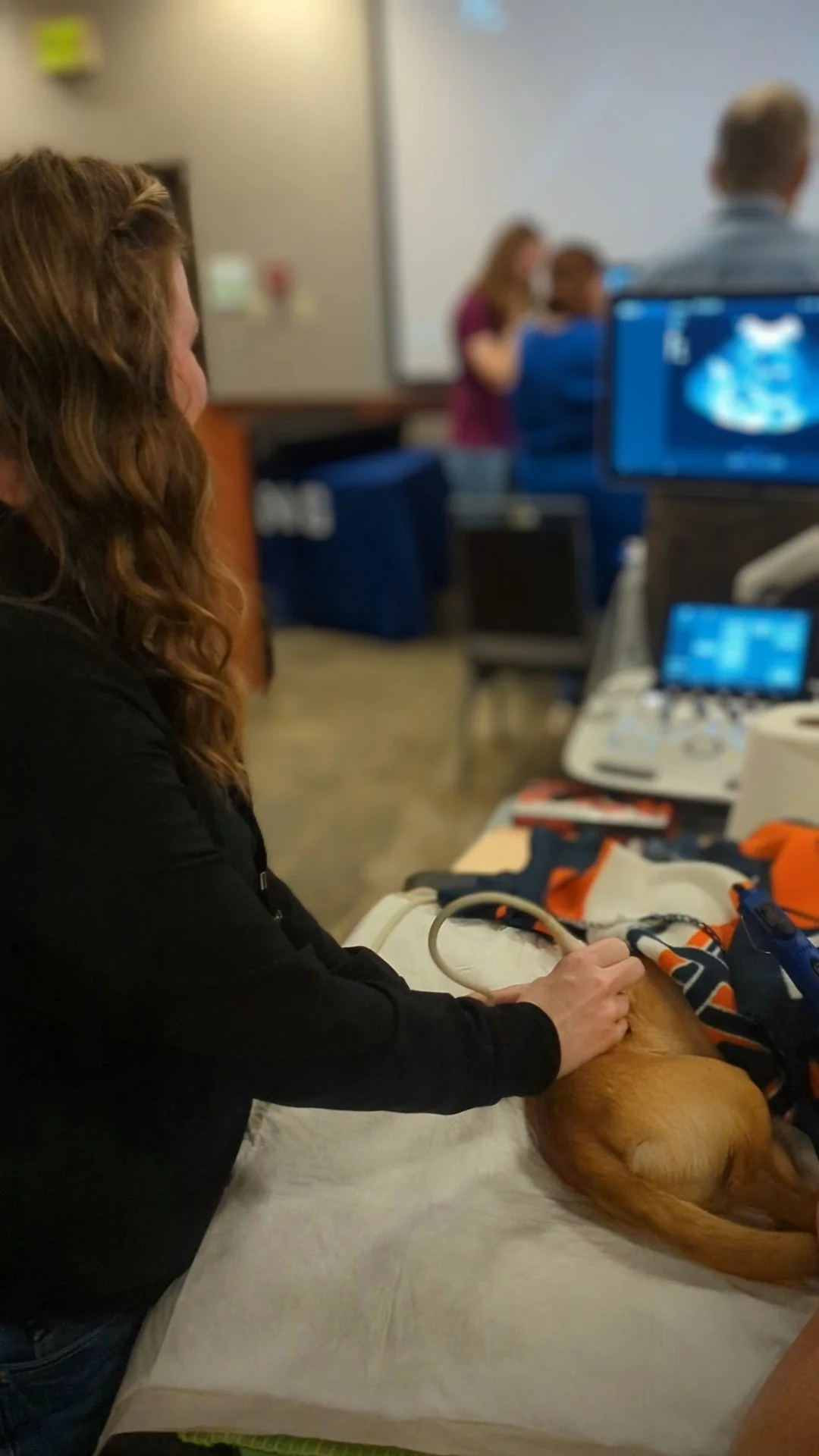 Two Rivers Veterinary Hospital Introducing Specialized Ultrasound Appointments for Pets Who Need a ...