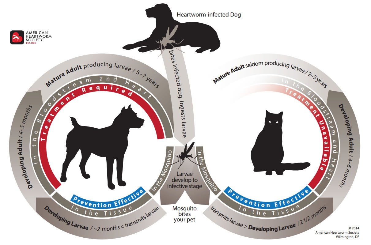 Why We Recommend Year-Round Heartworm Prevention—Even in North Dakota