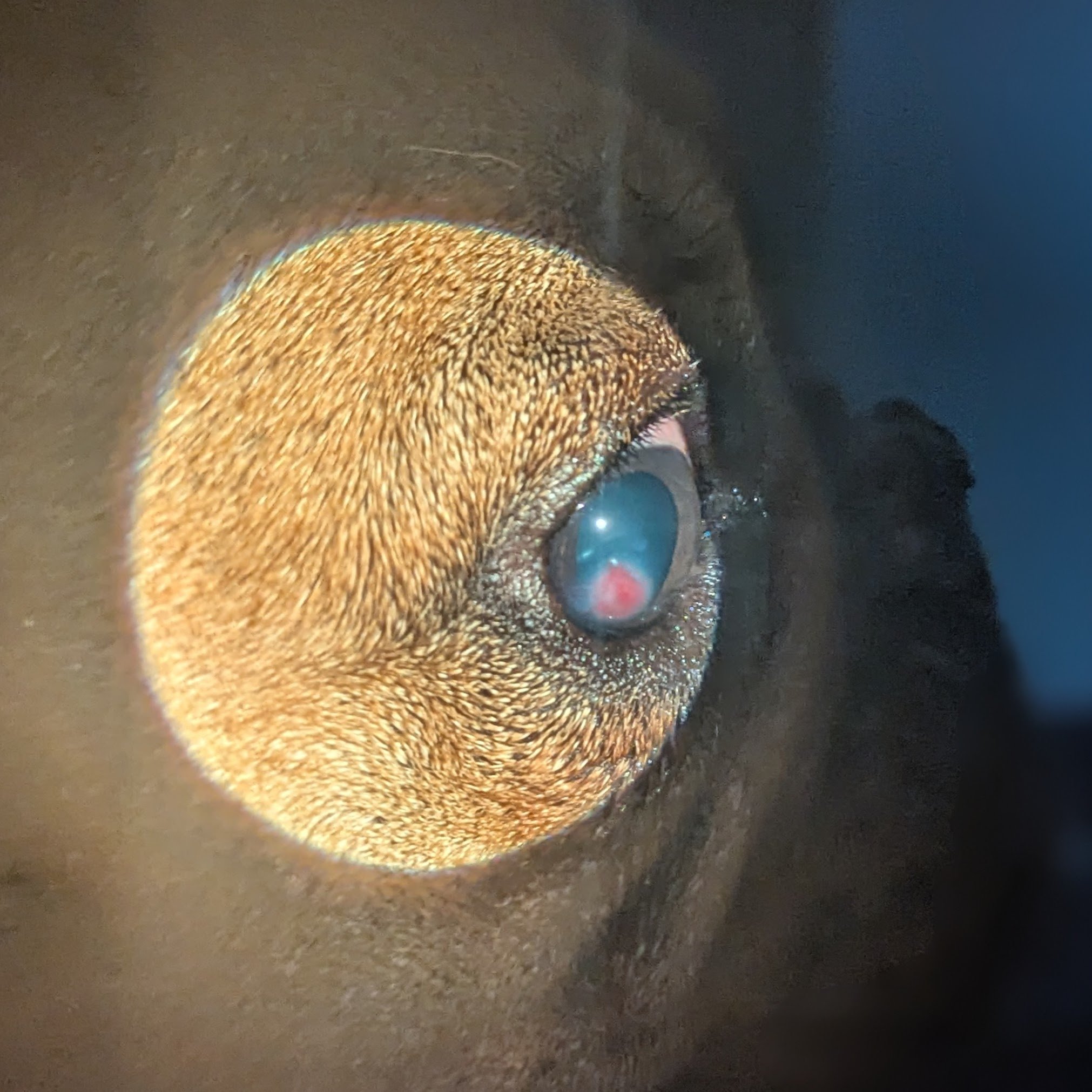 Why Is My Pet’s Eye Red?