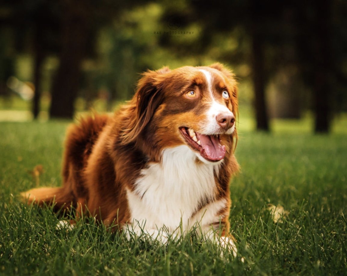 Understanding CCL Injuries in Dogs (Part 1): What They Are and What to Look For