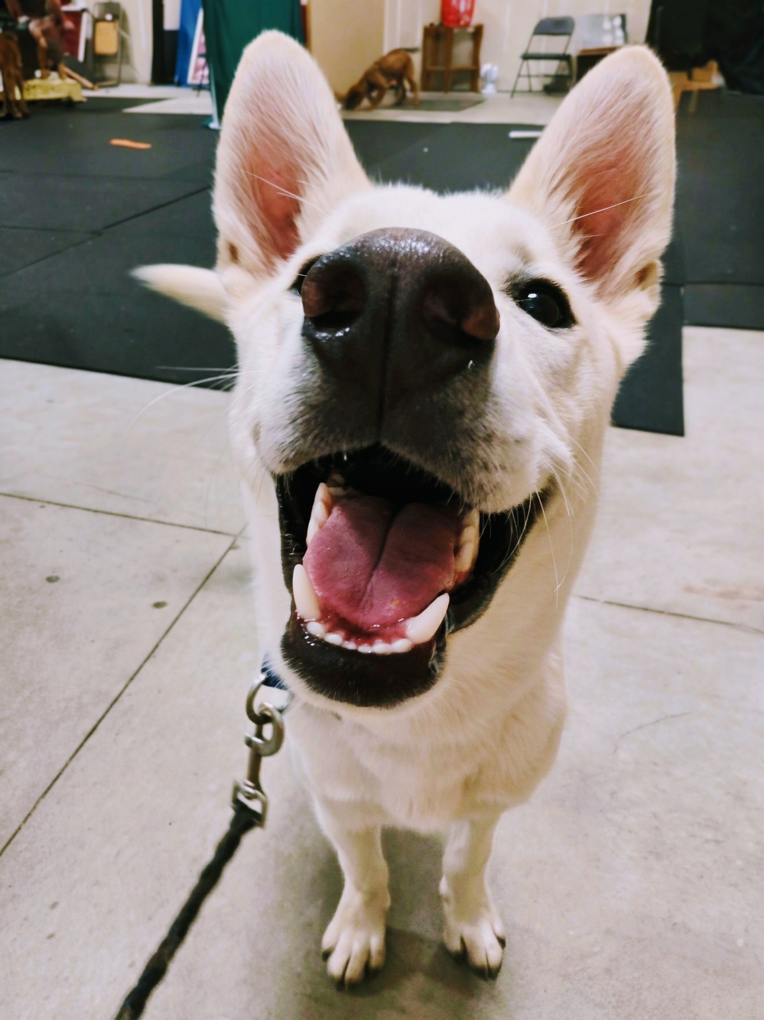 A white dog with a happy expression faces the camera with a black, boopable nose.