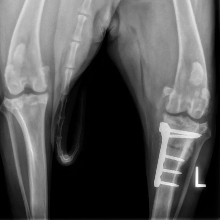 The plate and screws required to stabilize the bone after a tibial plateau leveling osteotomy (TPLO) are easily visible in a radiograph.