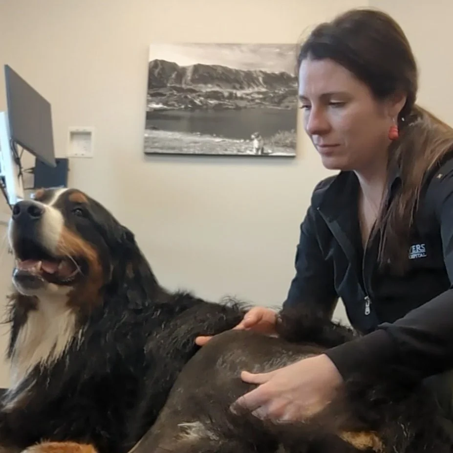 5 Signs It’s Time to Call the Vet