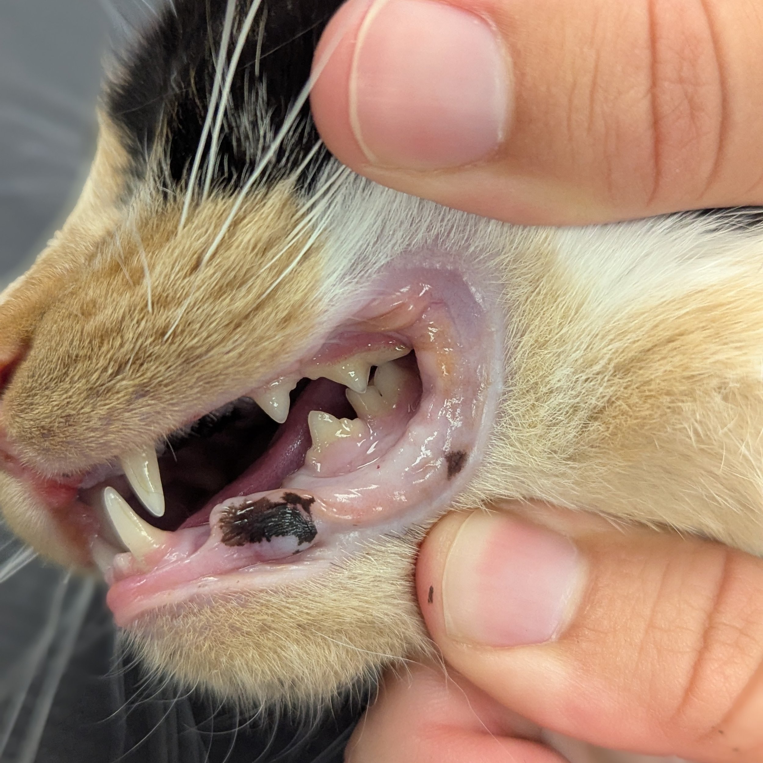Why Dental Care for Cats Matters More Than You Think
