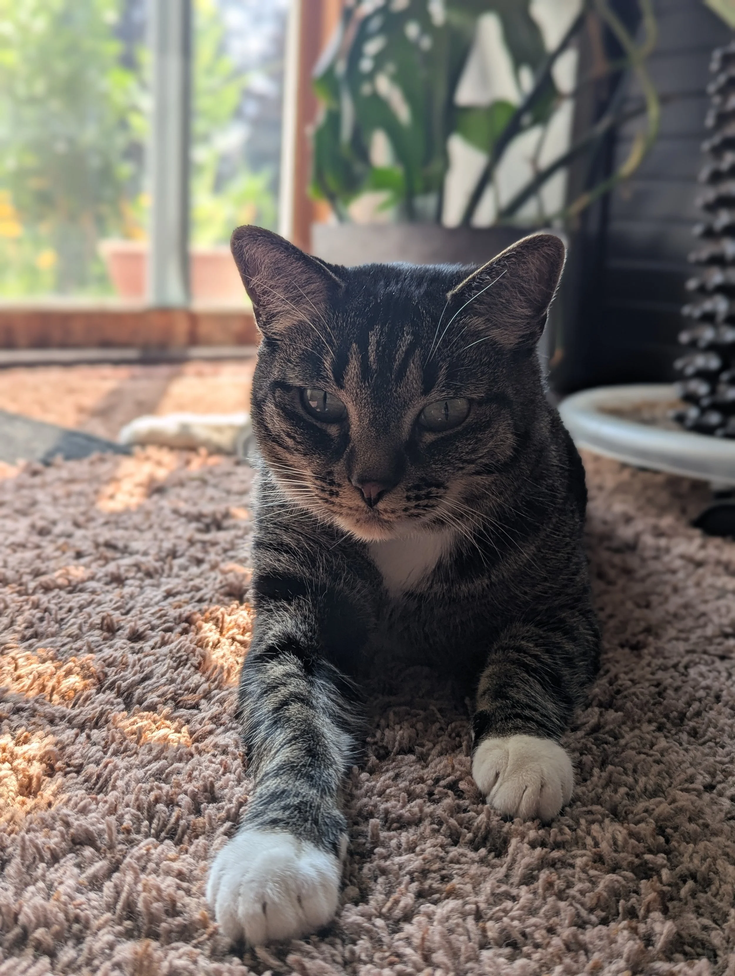 5 Indoor Enrichment Tips Every Cat Owner Should Know