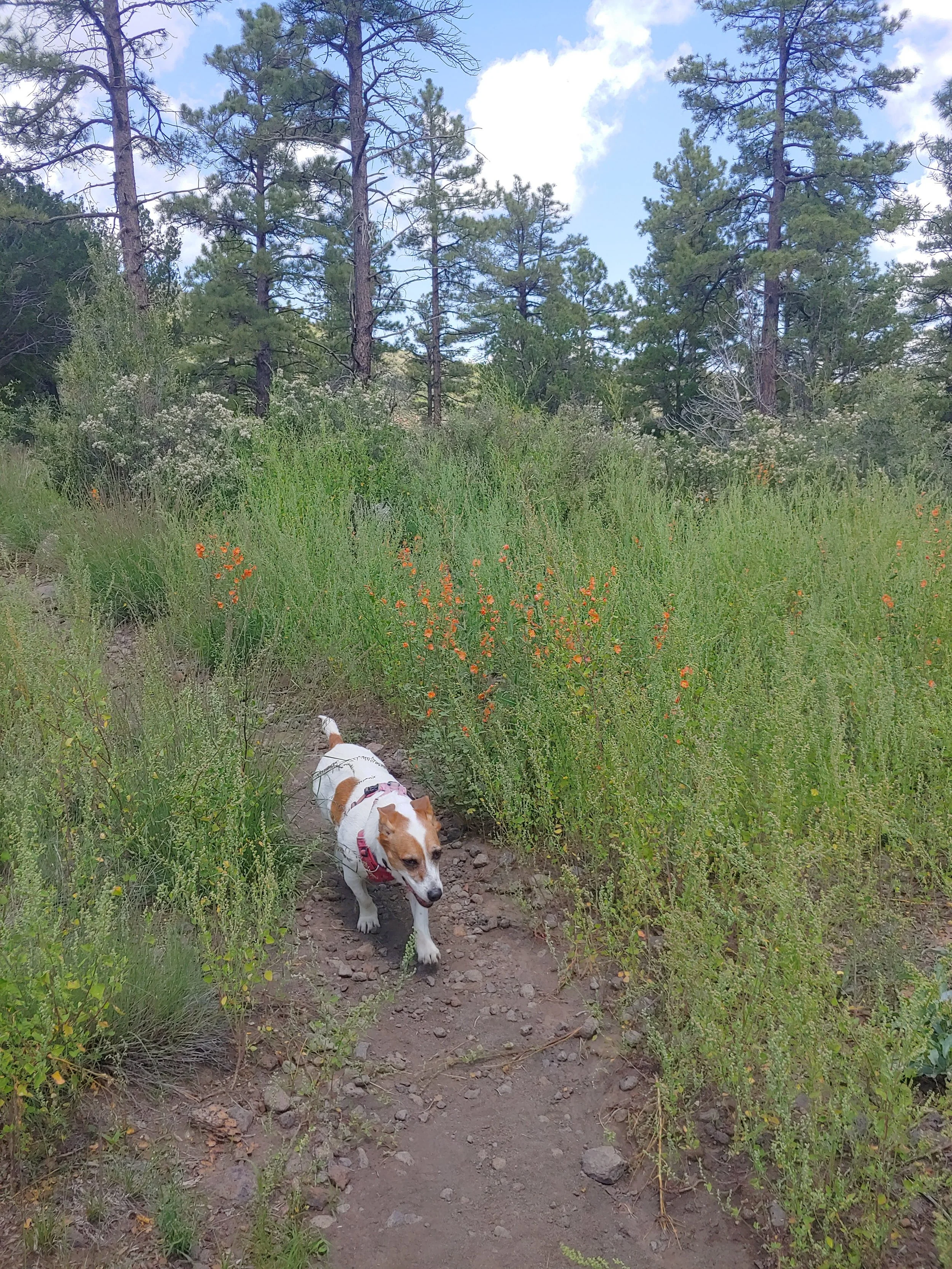 Dogs fully recovered from a CCL injury with the help of surgery and stem cell therapy in Fargo can return to normal adventures.