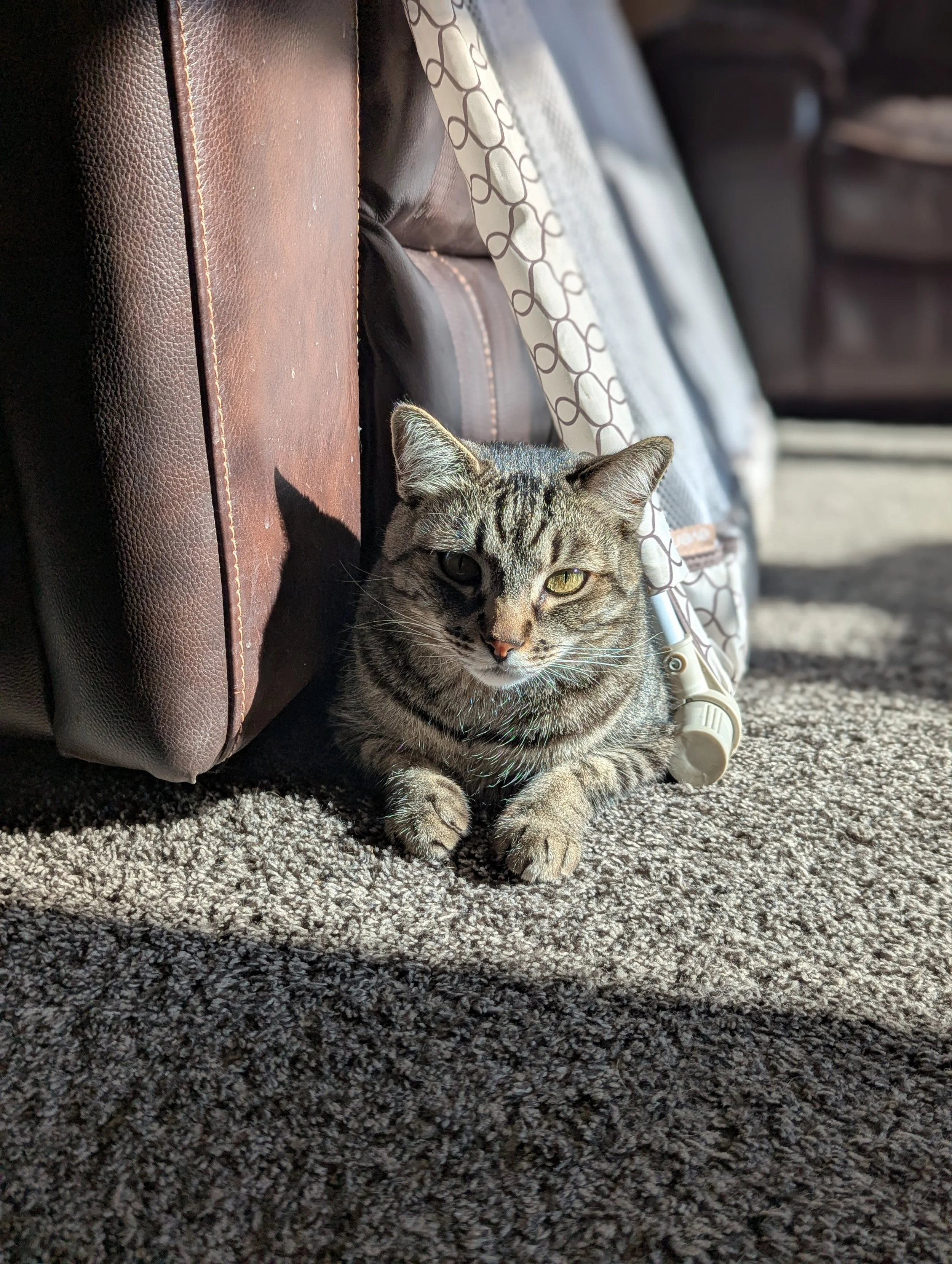 Supporting Your Cat’s Urinary Health Through Environmental Changes