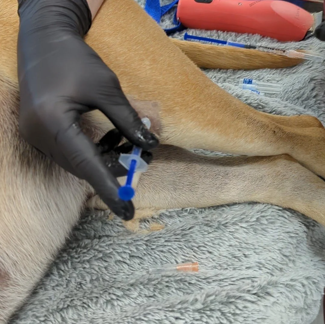 A veterinarian injects a small number of stem cells into the knee of a dog with a torn CCL.