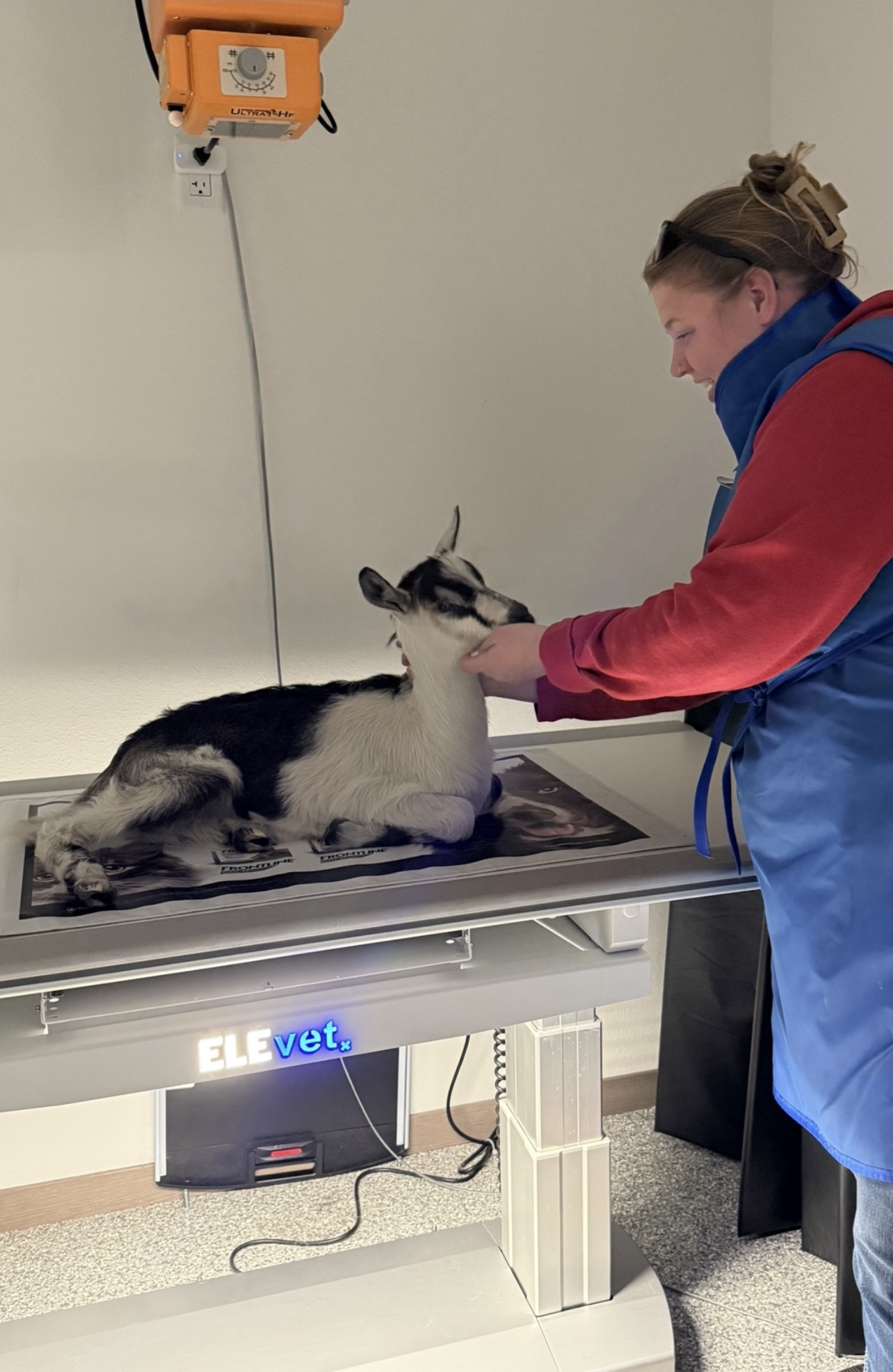 A compassionate veterinary assistant gently restrains a goat that is lying on a table, ready to have radiographs taken.