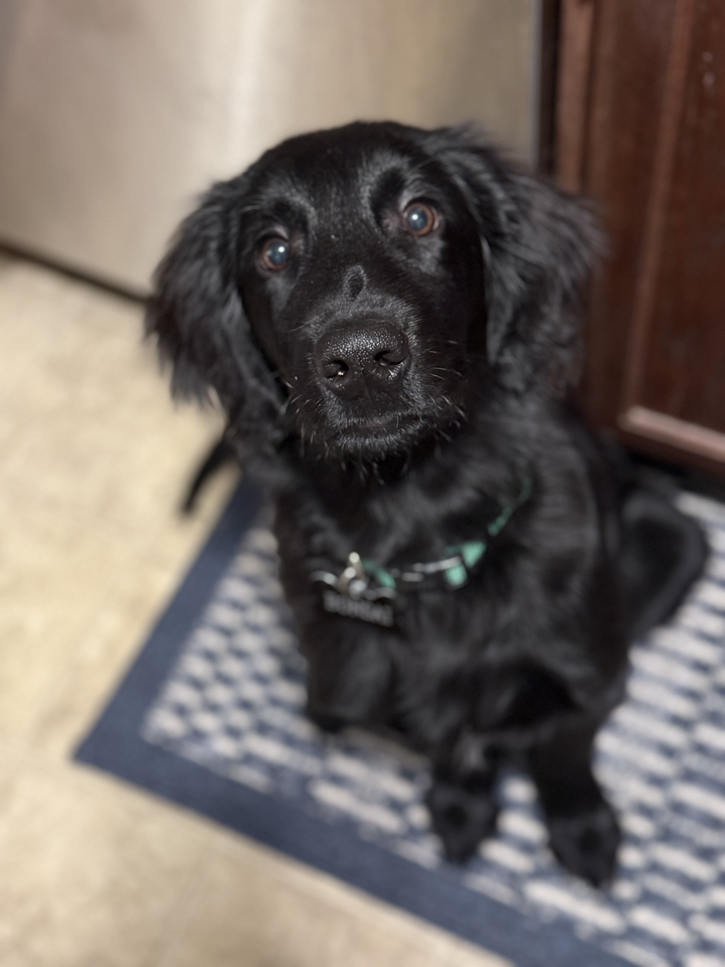 Anaplasmosis in Dogs: A Lesser-Known but Serious Tick-Borne Disease