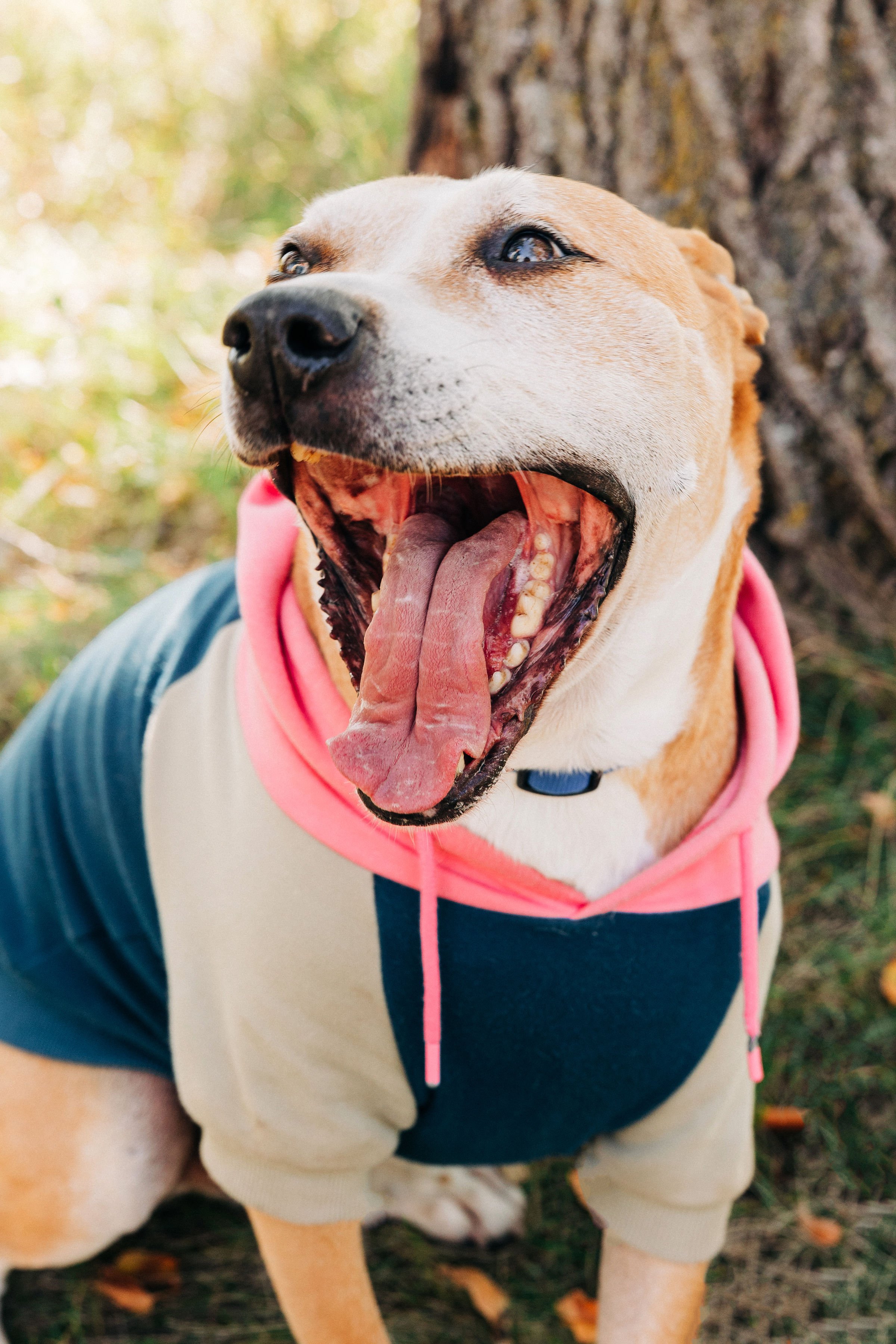 Fresh Breath, Healthy Pet: How to Brush Your Pet’s Teeth
