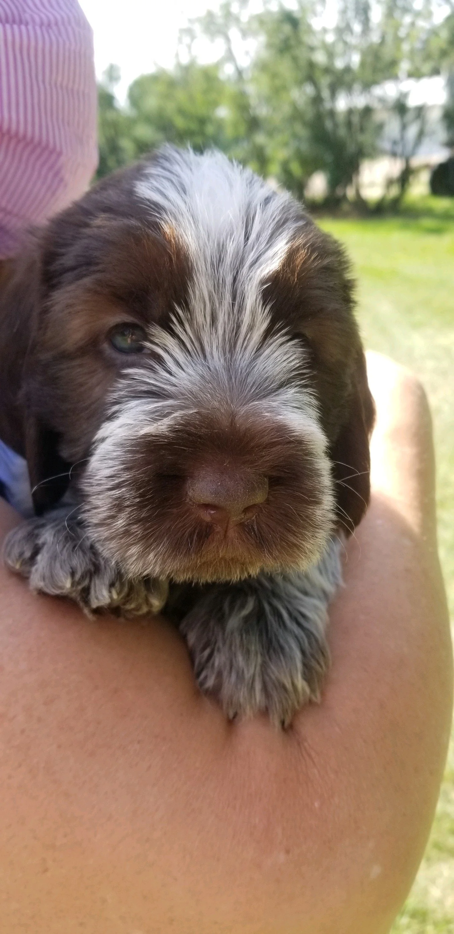 Welcome to Two Rivers Veterinary Hospital: Puppies