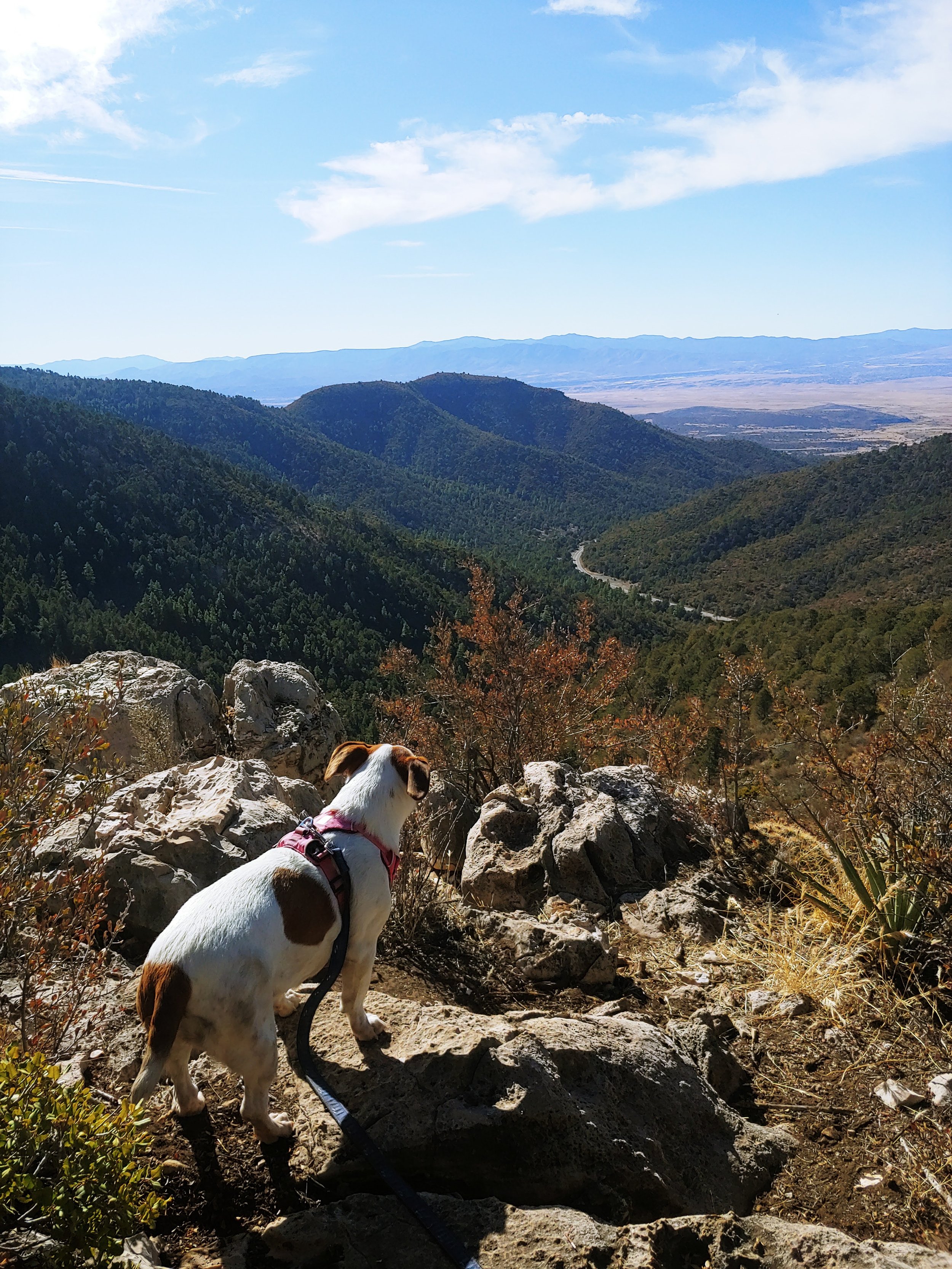 Lyme Disease in Dogs: What Every Pet Owner in Fargo Needs to Know