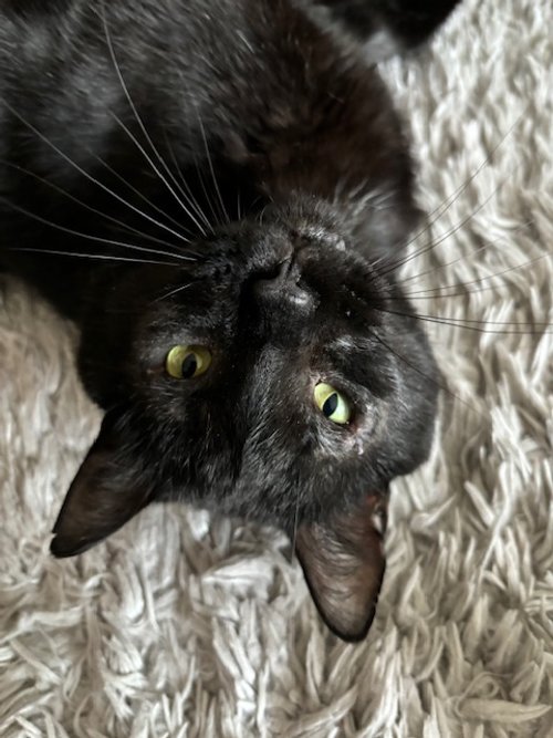 How to Give Your Cat a Pill Without the Drama