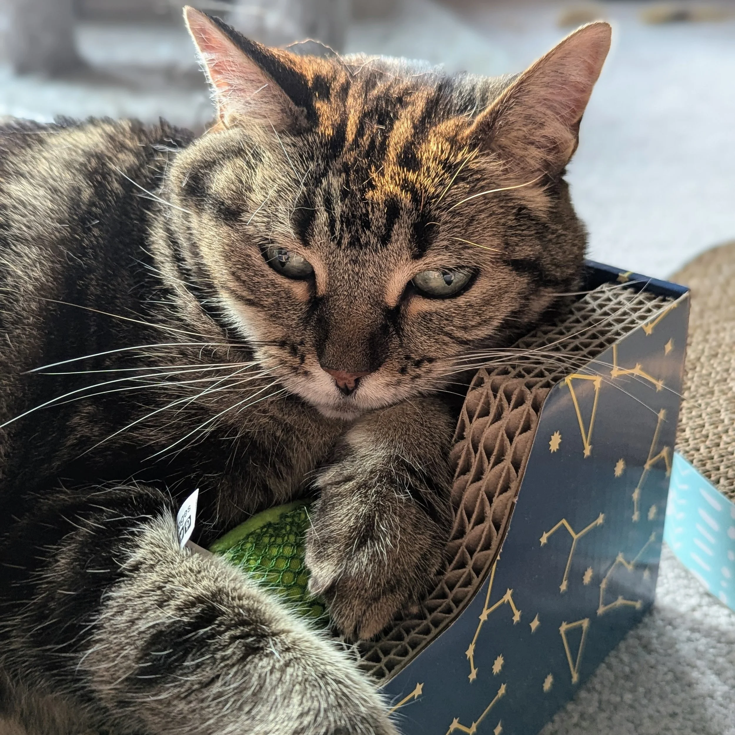 Bird Flu Found in Raw Cat Food: Why Pet Owners Should Take Precautions