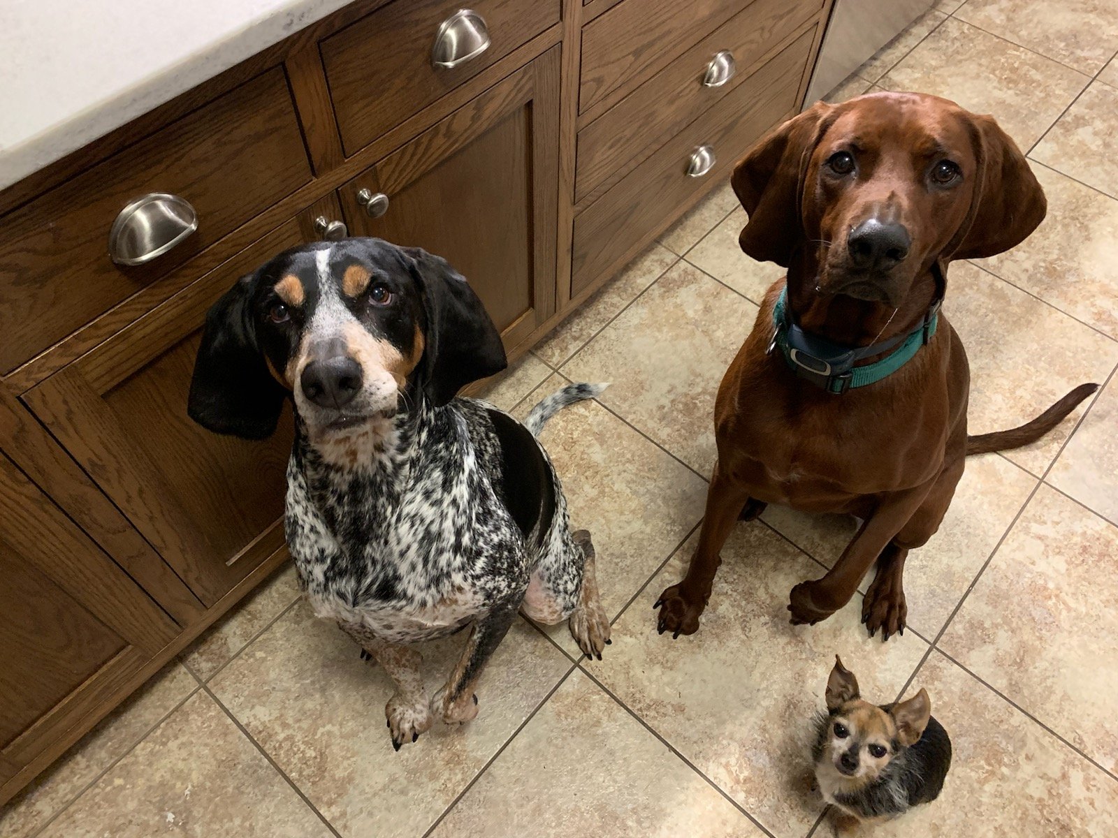 Pet Allergies (Part 3): When to Call the Vet