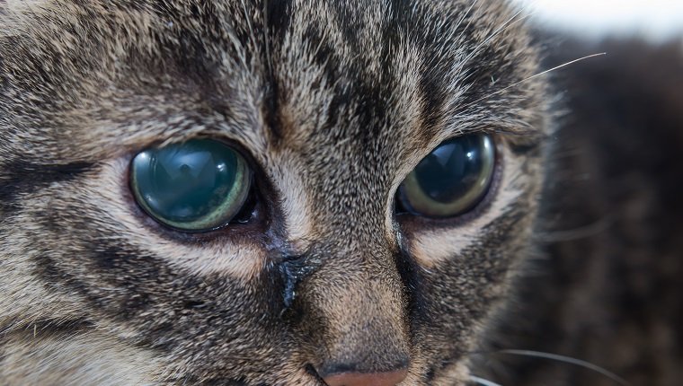 Understanding Glaucoma in Pets