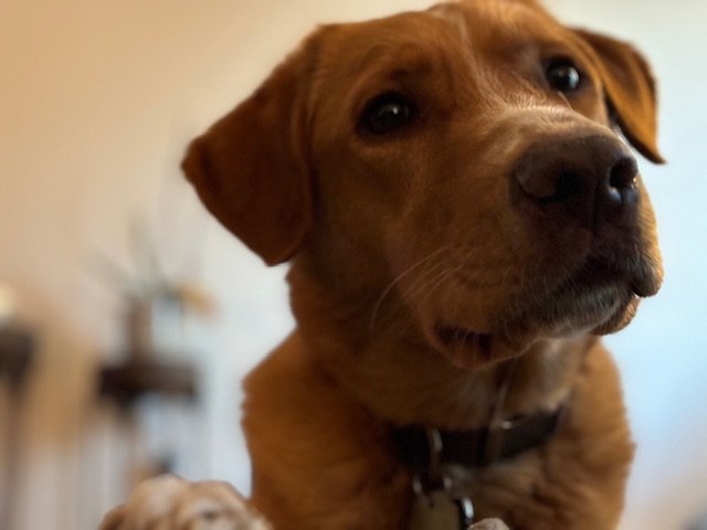 Helping Pets Move Better, Feel Better: Canine Rehab