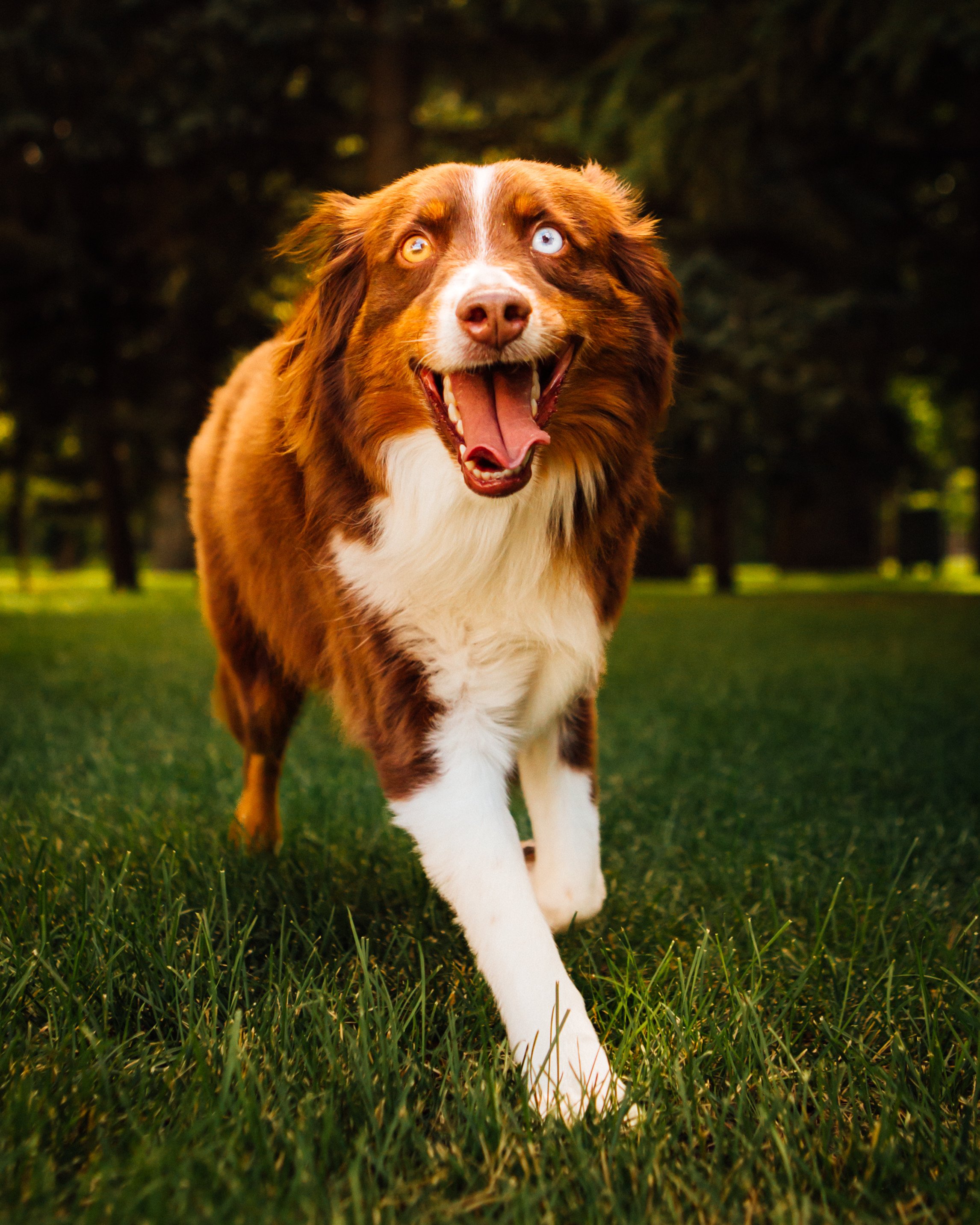Understanding CCL Injuries in Dogs (Part 3): Which Treatment is Right for Your Dog?