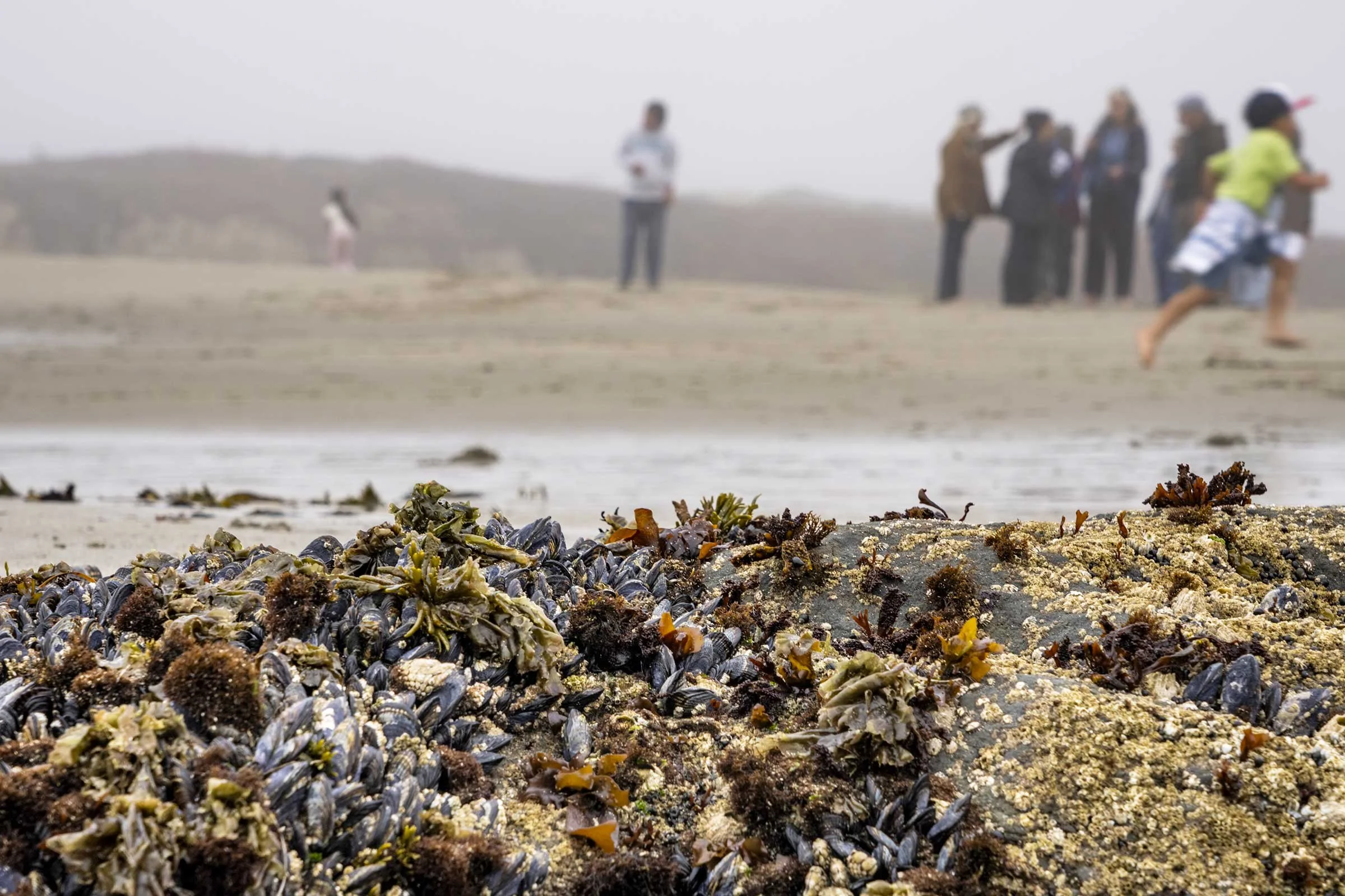 Kelp-Fest-Beach-Walk-Pizza-Party_Pat-Webster-15.jpg