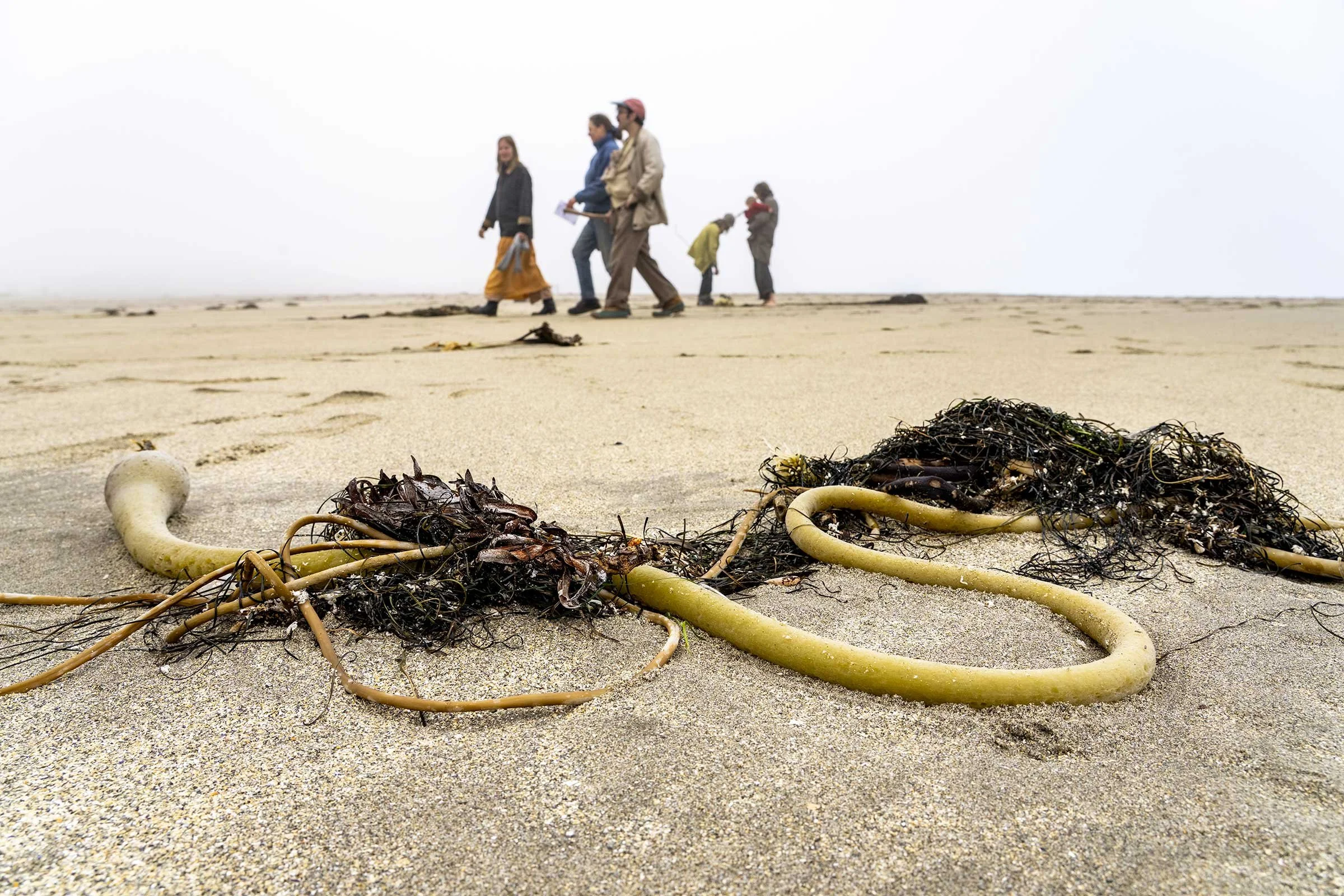 Beach Wrack Walk & Post-Walk Pizza Party