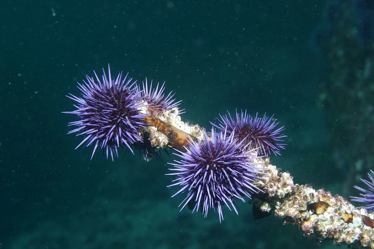 GFNMS_-_purple_urchins_(27703864430).jpg