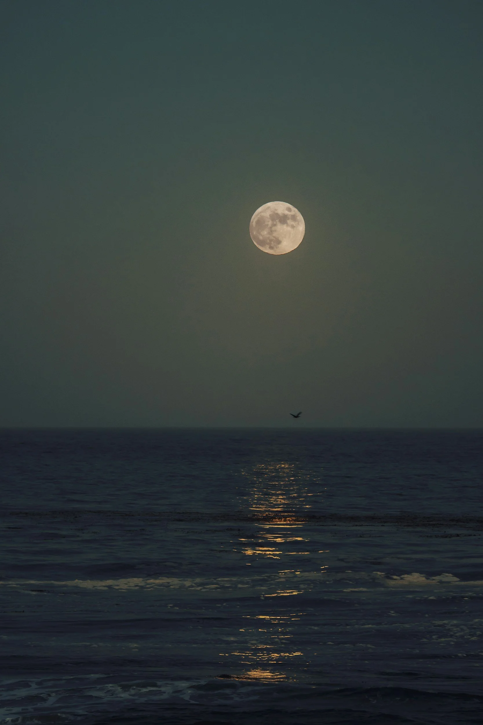 Super Moon Urchin Harvest at Sunset