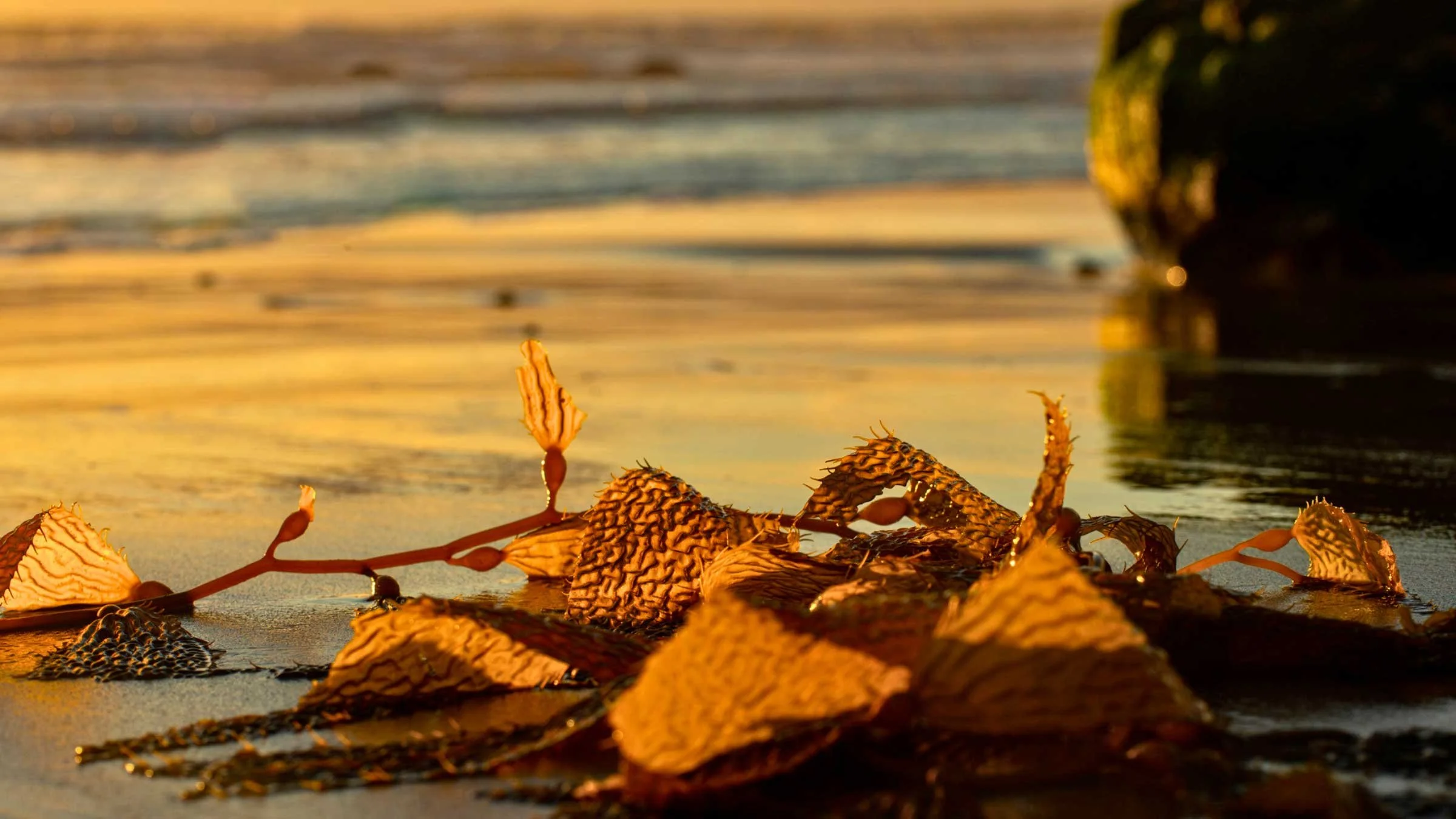 Update on the Kelp Restoration and Management Plan