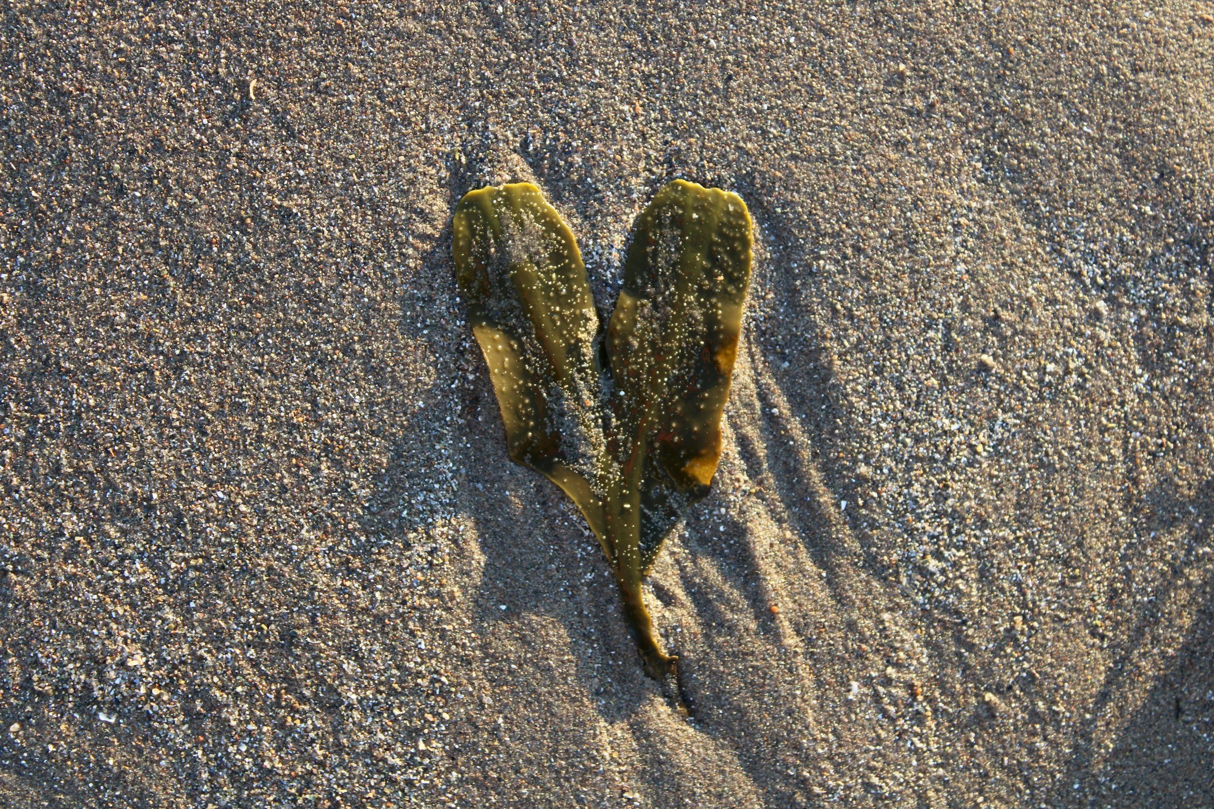 Beach Wrack Walk with Sue Magoo