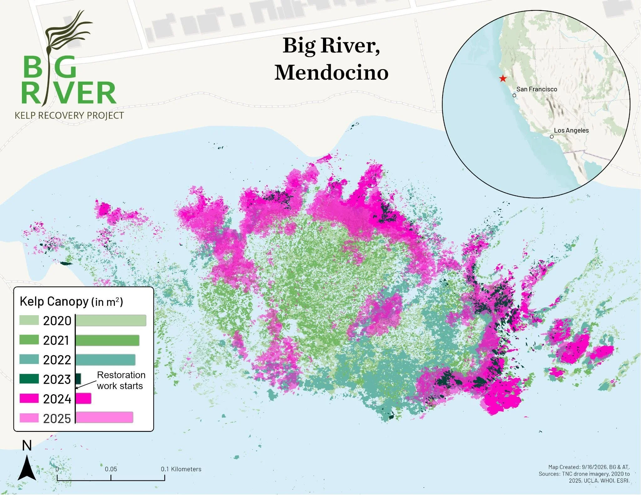 Map showing kelp canopy recovery over time from 2020 to 2025 along the Big River in Mendocino with color-coded areas indicating different years of recovery and restoration work starting in 2024.