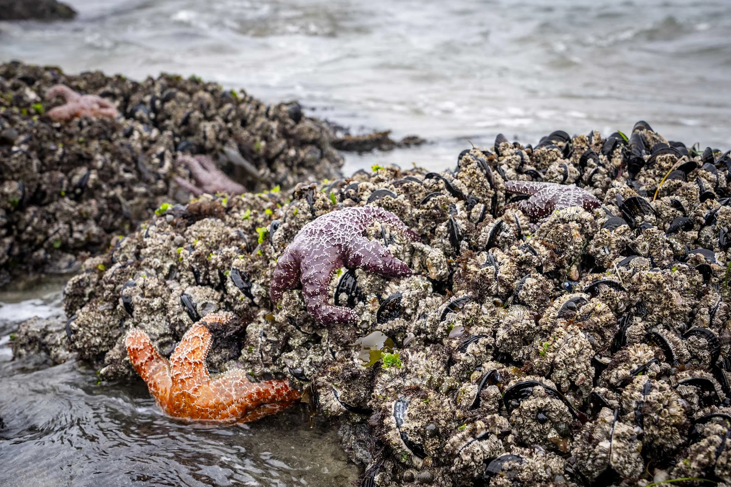 Kelp-Fest-Beach-Walk-Pizza-Party_Pat-Webster-31.jpg