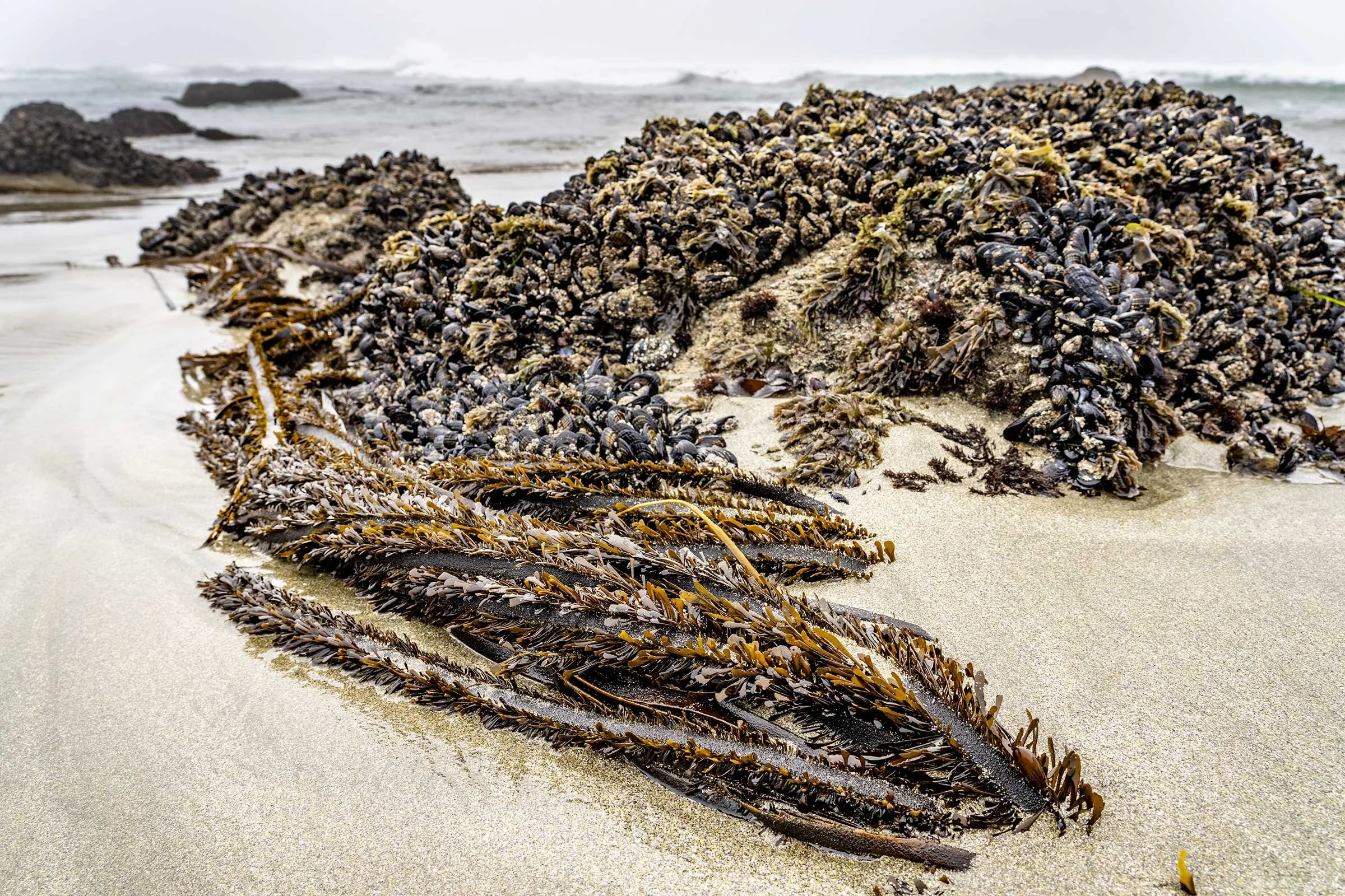Kelp-Fest-Beach-Walk-Pizza-Party_Pat-Webster-23.jpg