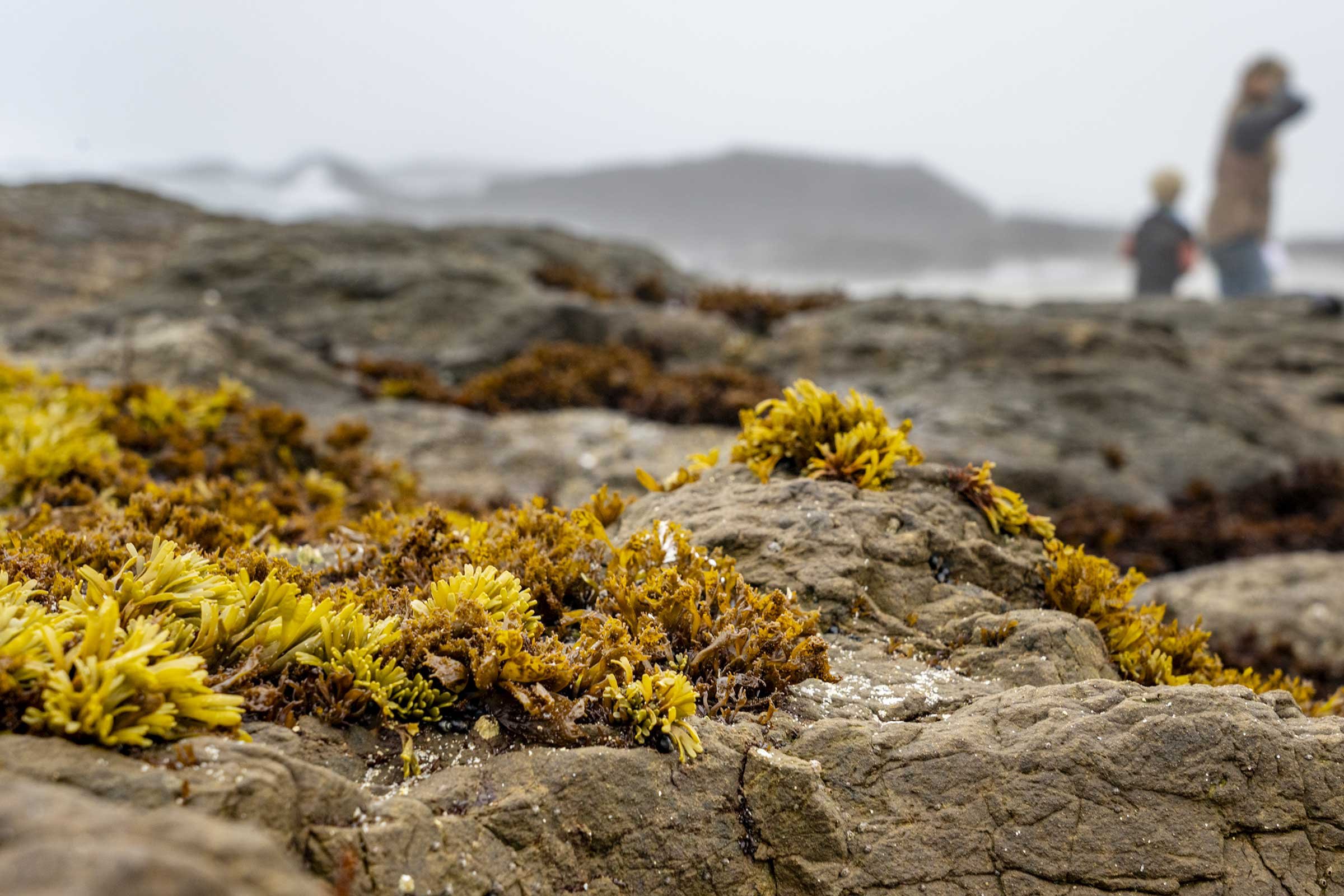 Kelp-Fest-Beach-Walk-Pizza-Party_Pat-Webster-32.jpg