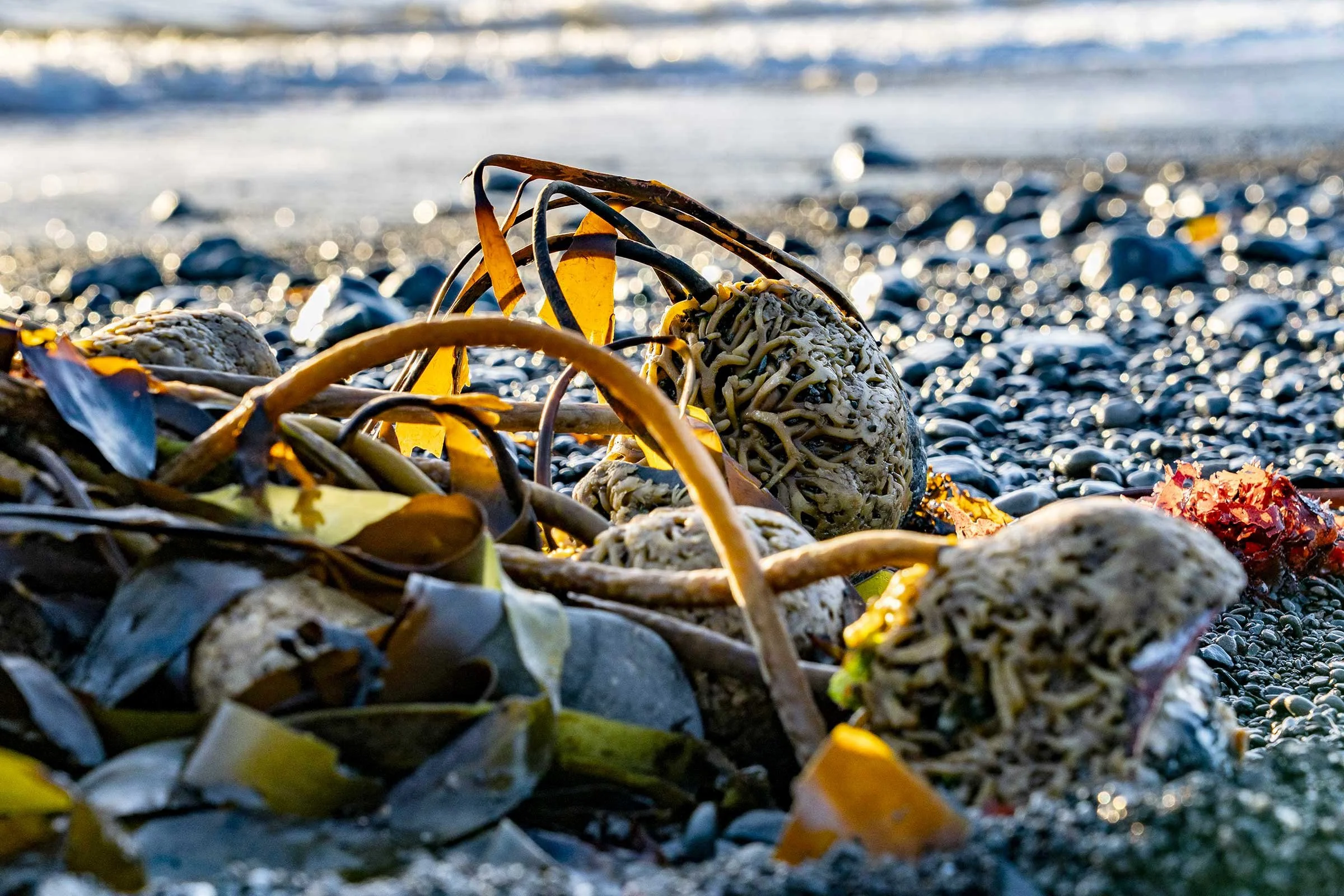 Urchin Low Tide Walk & Cookout