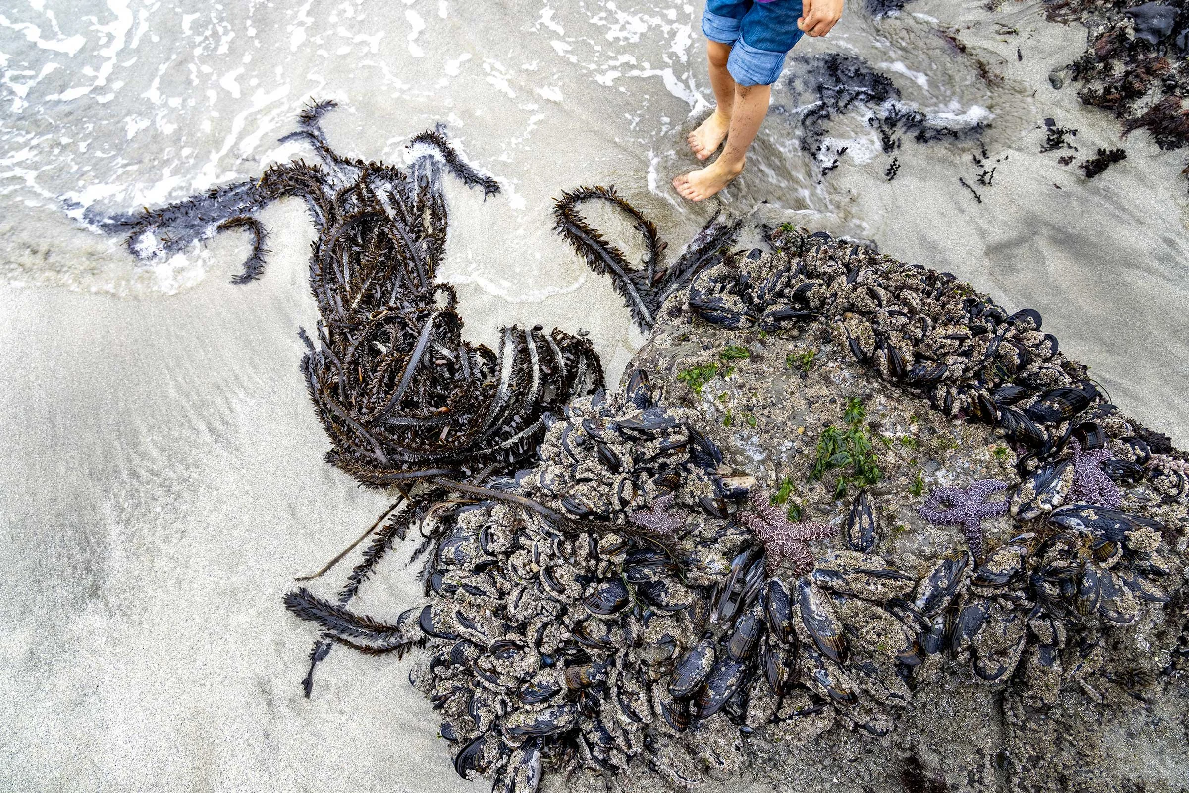 Kelp-Fest-Beach-Walk-Pizza-Party_Pat-Webster-30.jpg