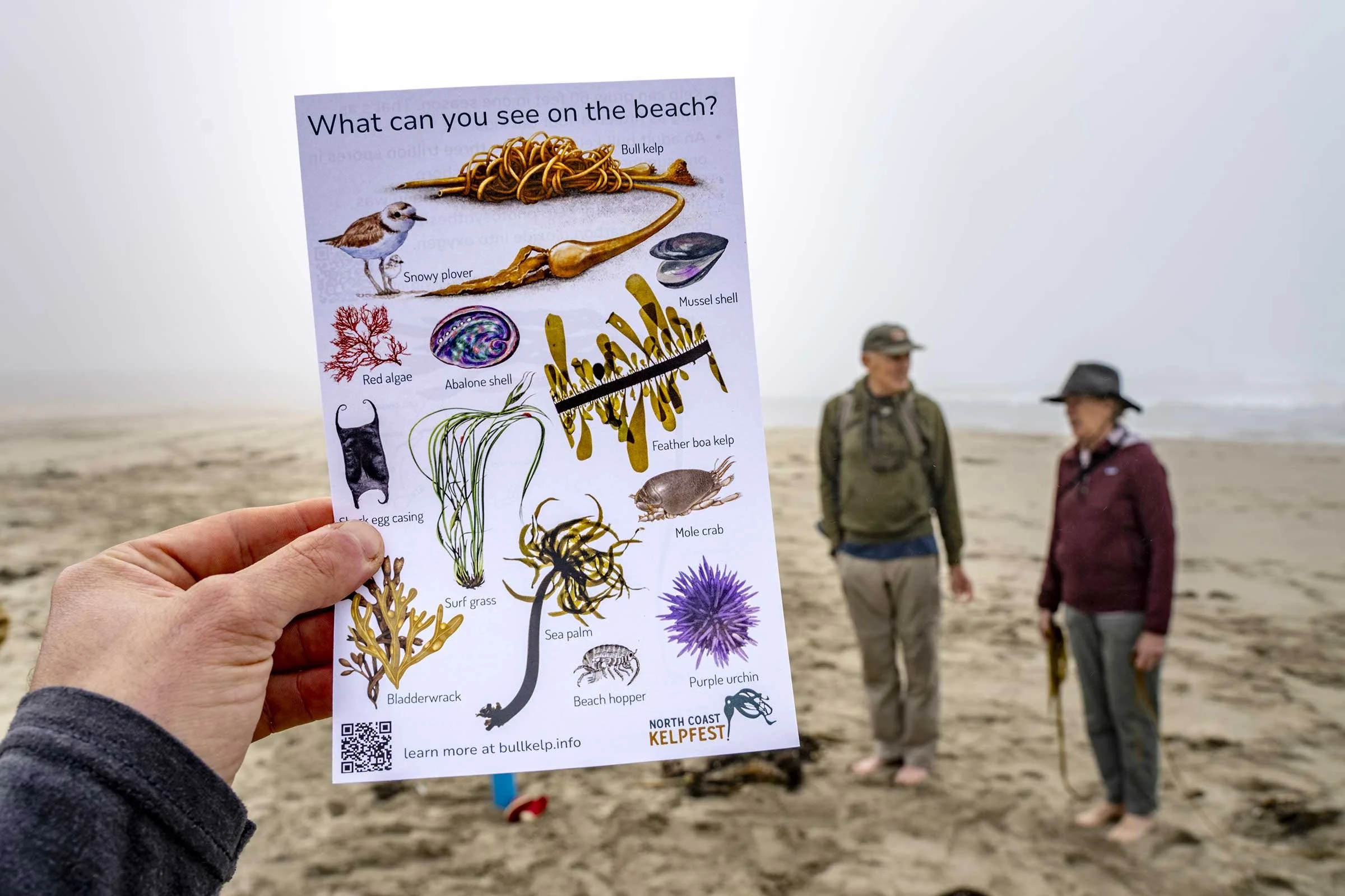 Kelp-Fest-Beach-Walk-Pizza-Party_Pat-Webster-9.jpg